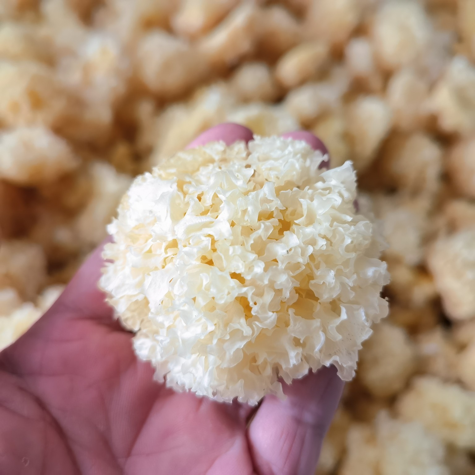 云南土味---银耳