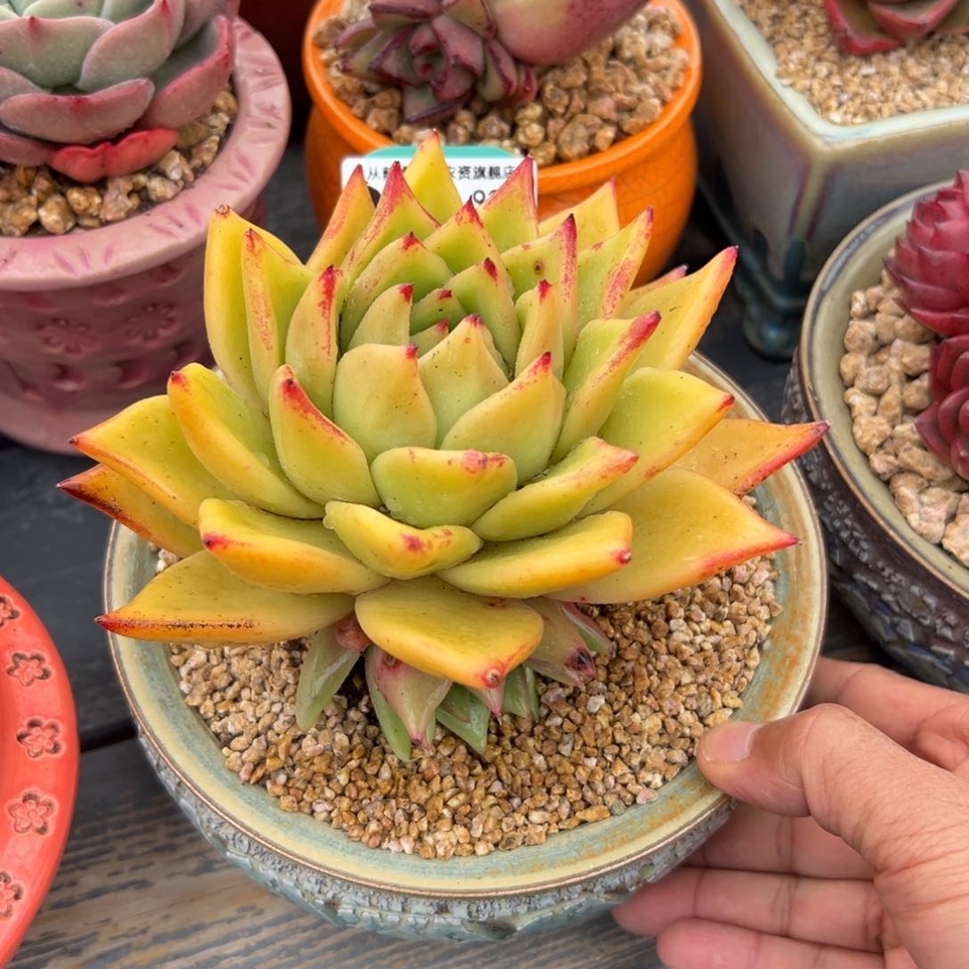 多肉一物一拍0214-93