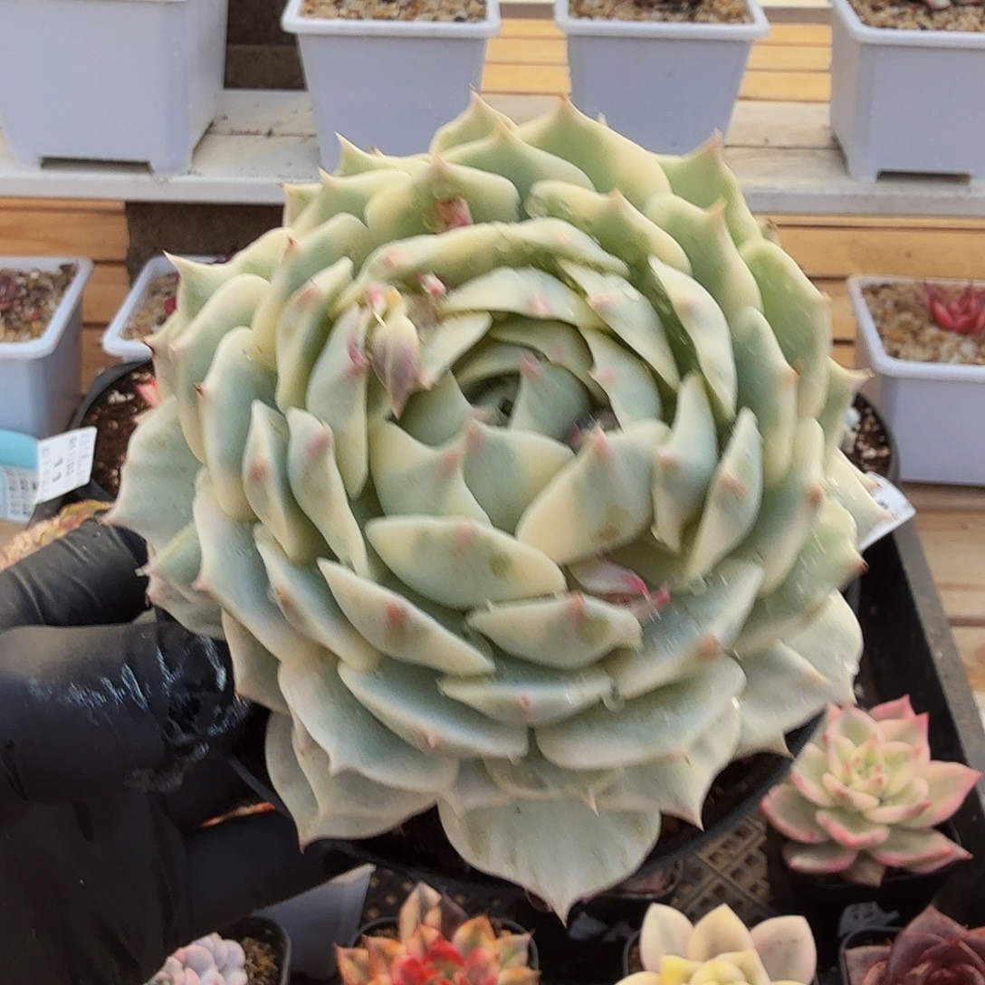 0103-17露那莲锦单头