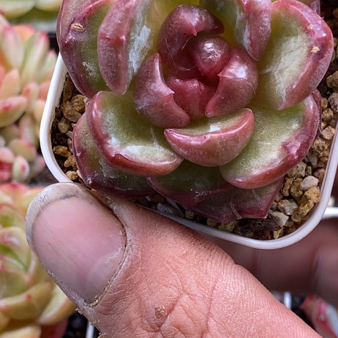 天官赐福百无禁忌