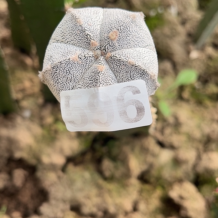 卡***拉596号仙人球开花了