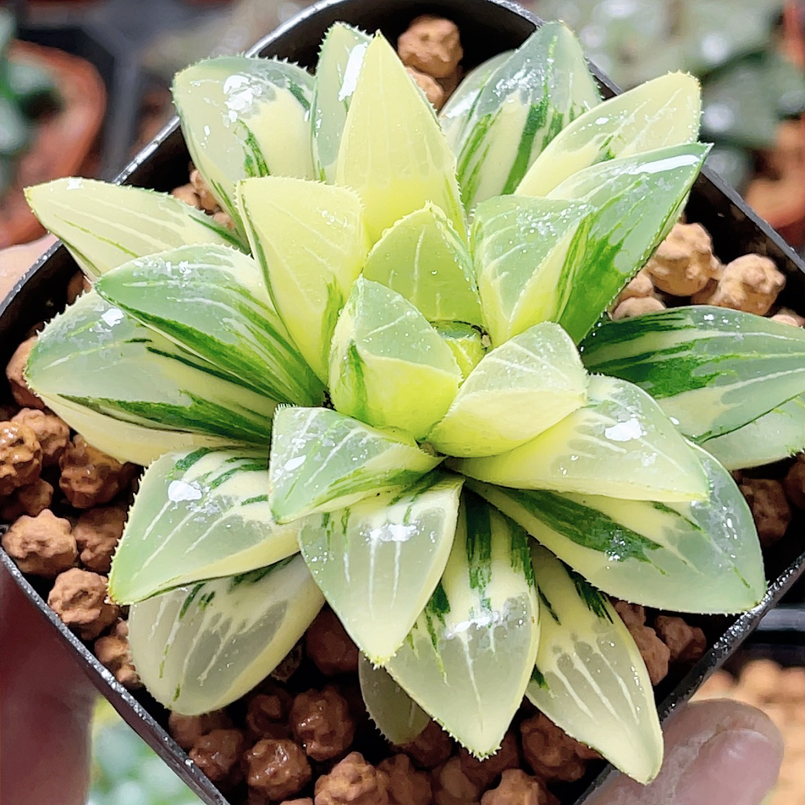 十二卷玉露 姬寿锦 阳台办公室 新手高端多肉植物