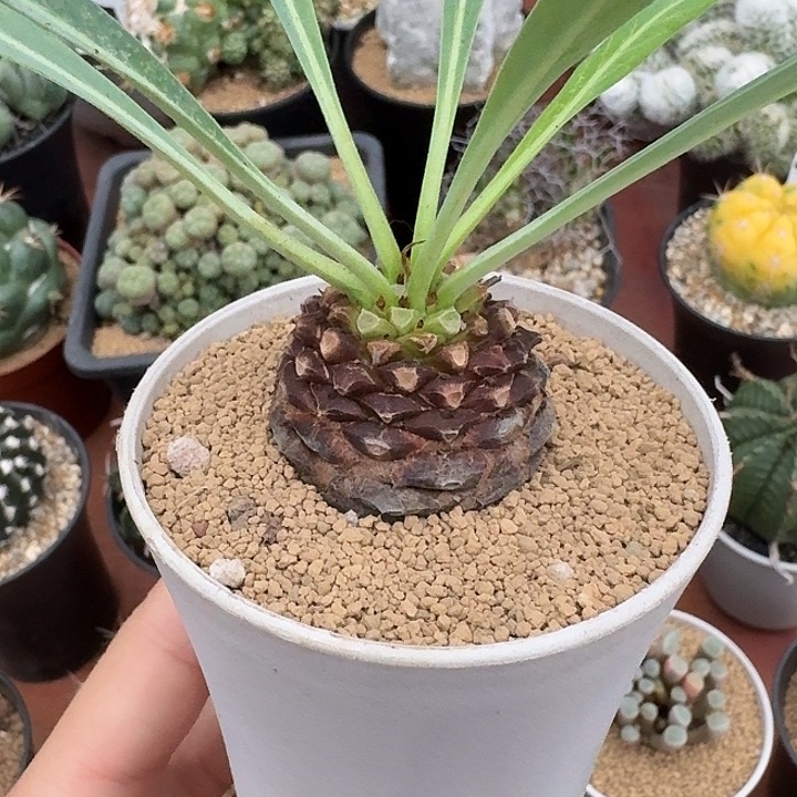 铁甲丸仙人球12345