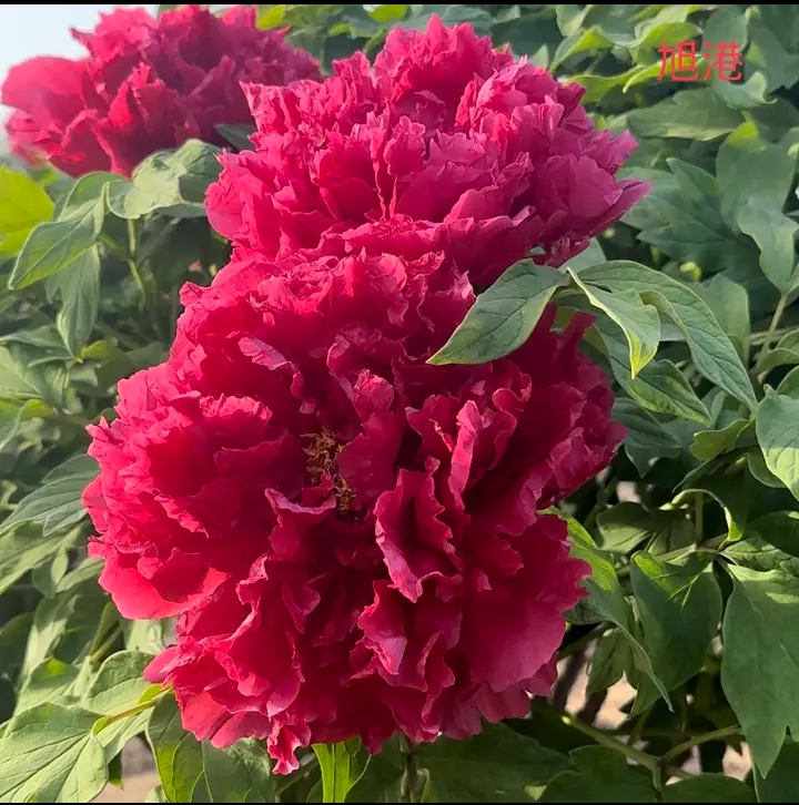 旭港  牡丹花苗菏泽基地直发