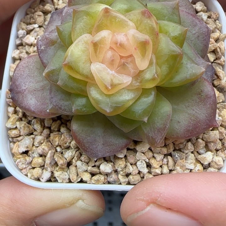 755号风花雪月晗雨