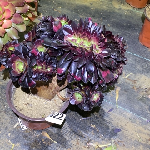 欧紫缀多肉植物法师不包损022