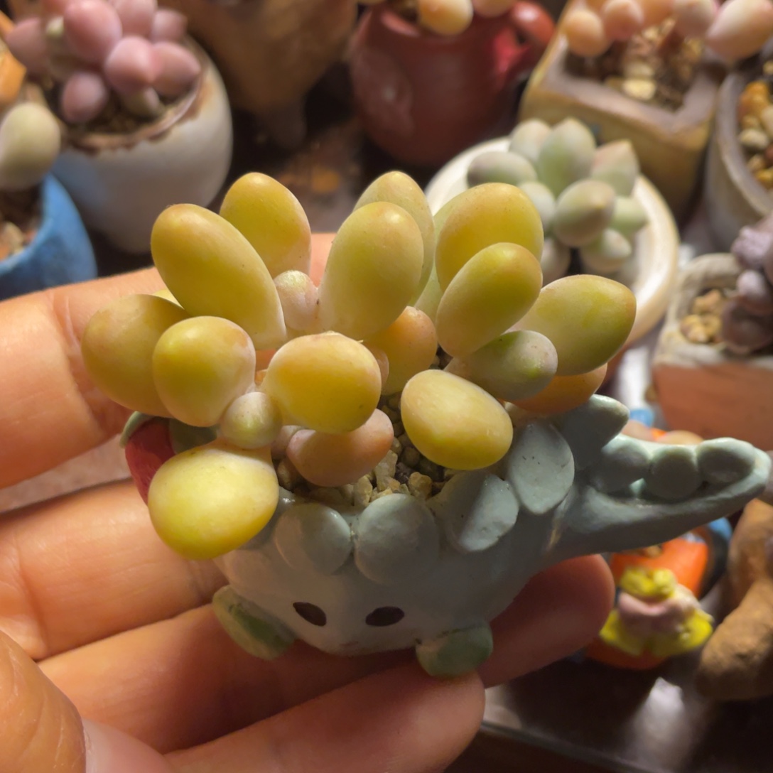 芒果奶群带盆的肉