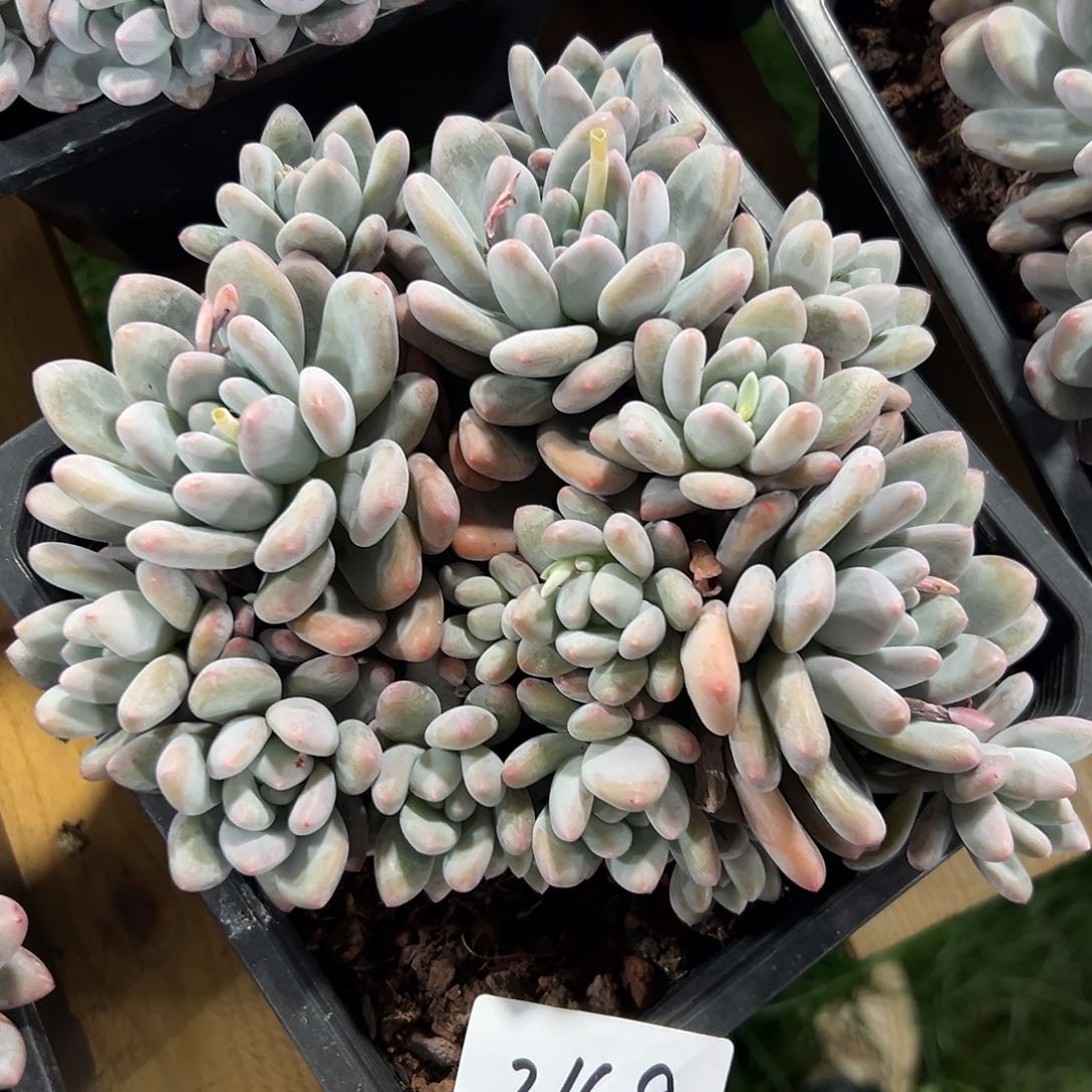 216-92香水多头多肉