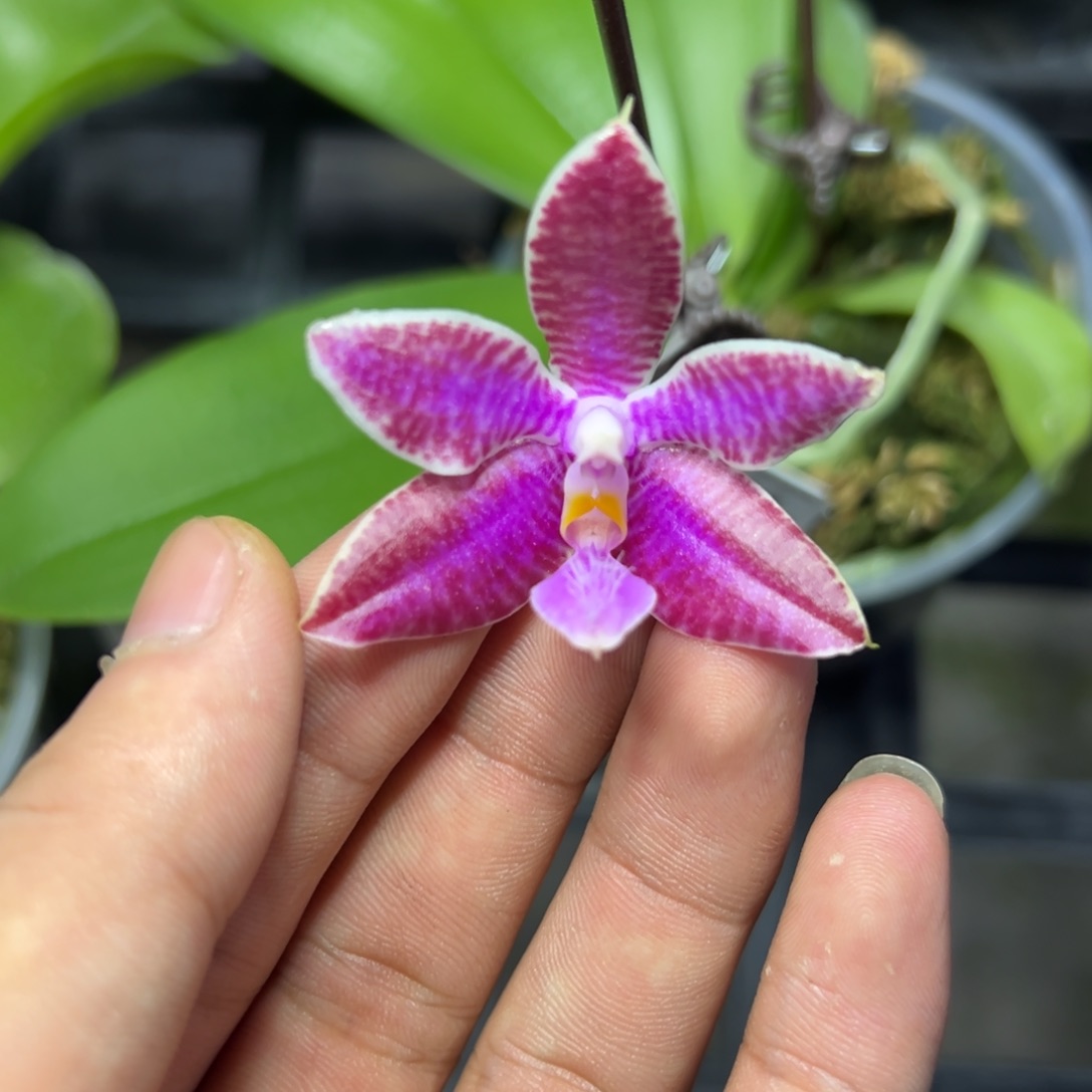 完全开放l292三寸ys1238