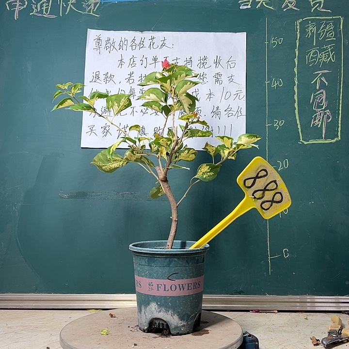 当前无花栽培后可以开花  弯杆 金心龙舌  888