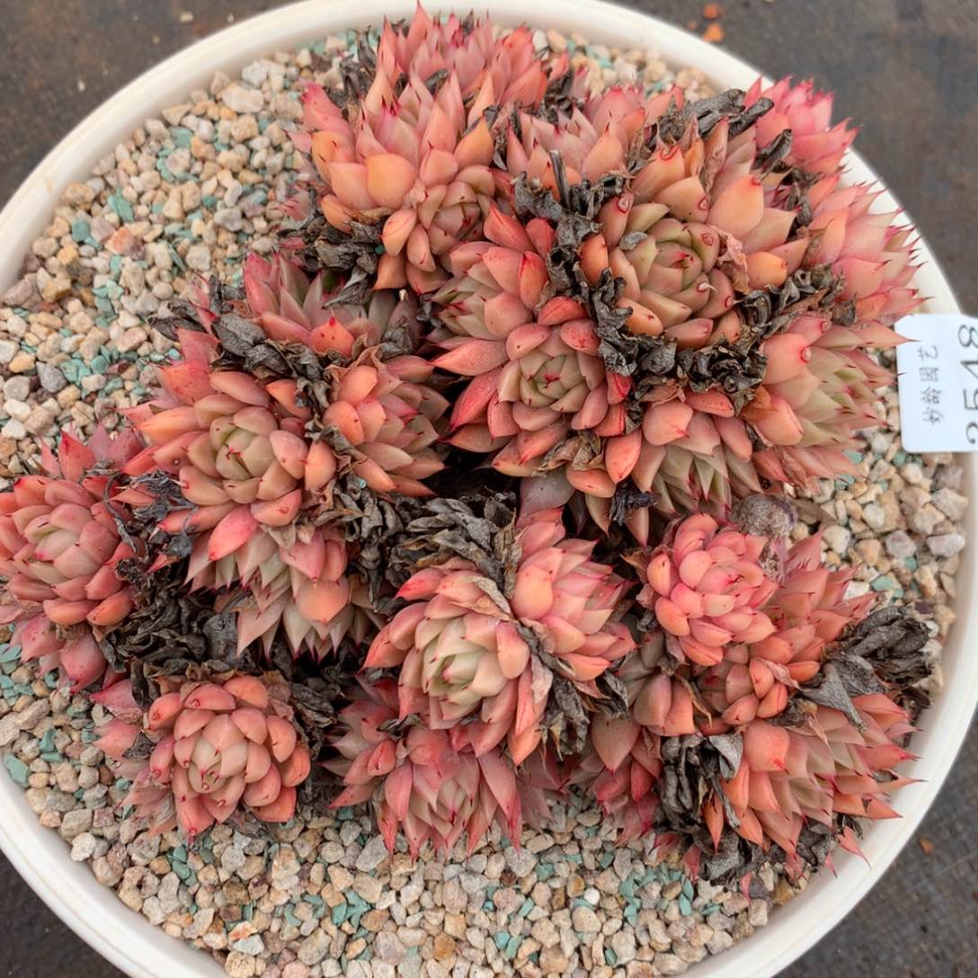 3548杂交多肉植物