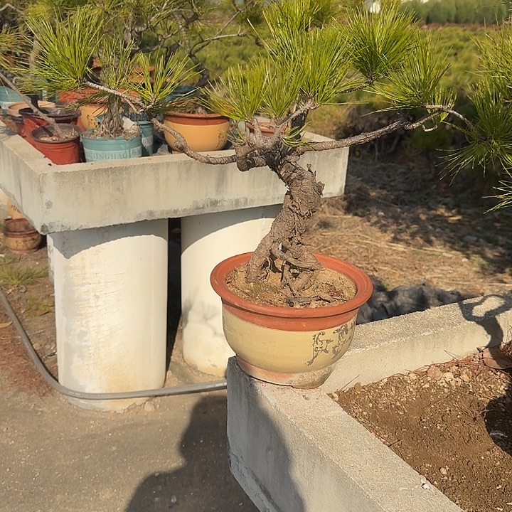 破***縸无花朵盆栽植物黄山盆景