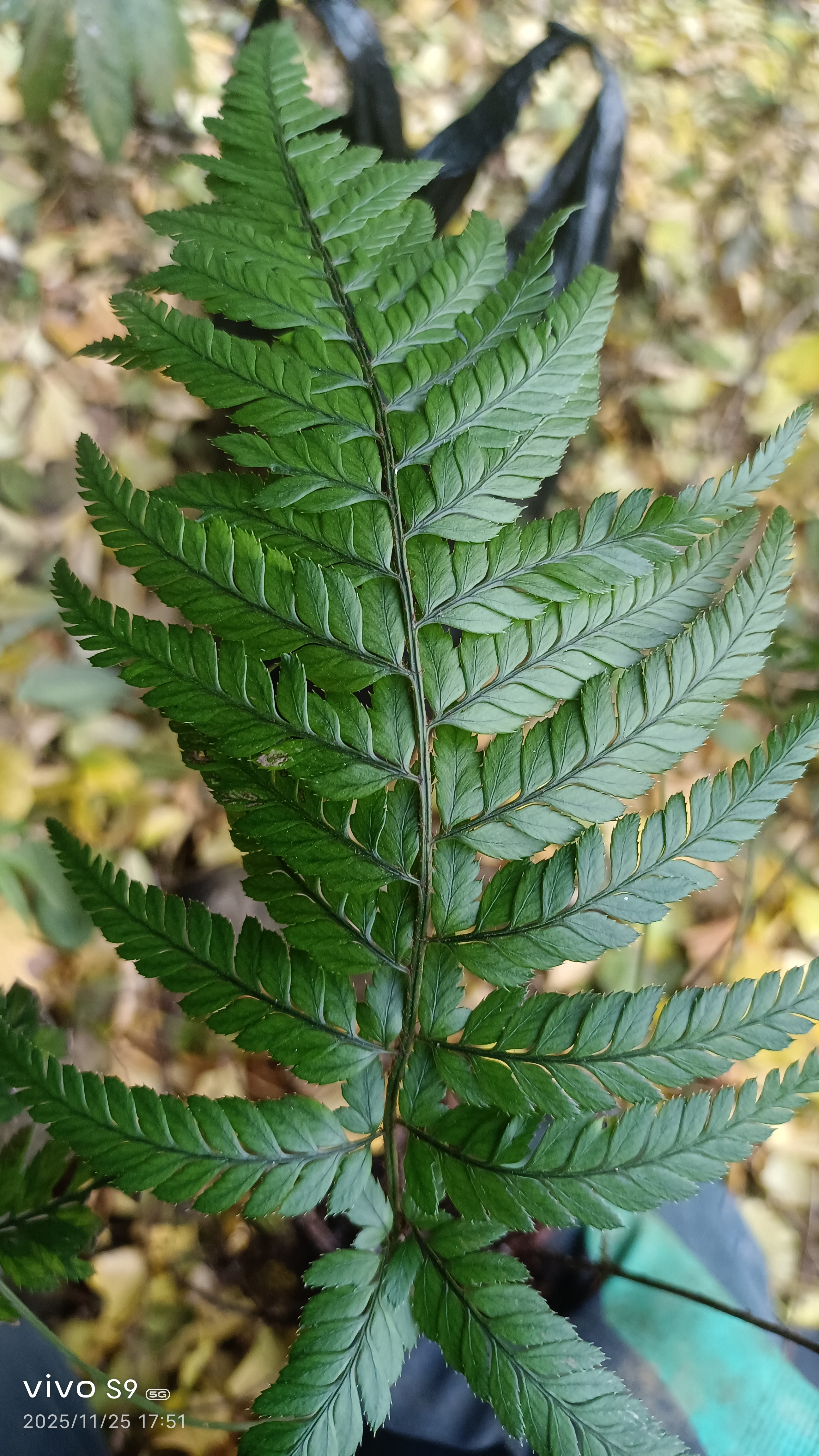 盆景绿植水陆缸造景