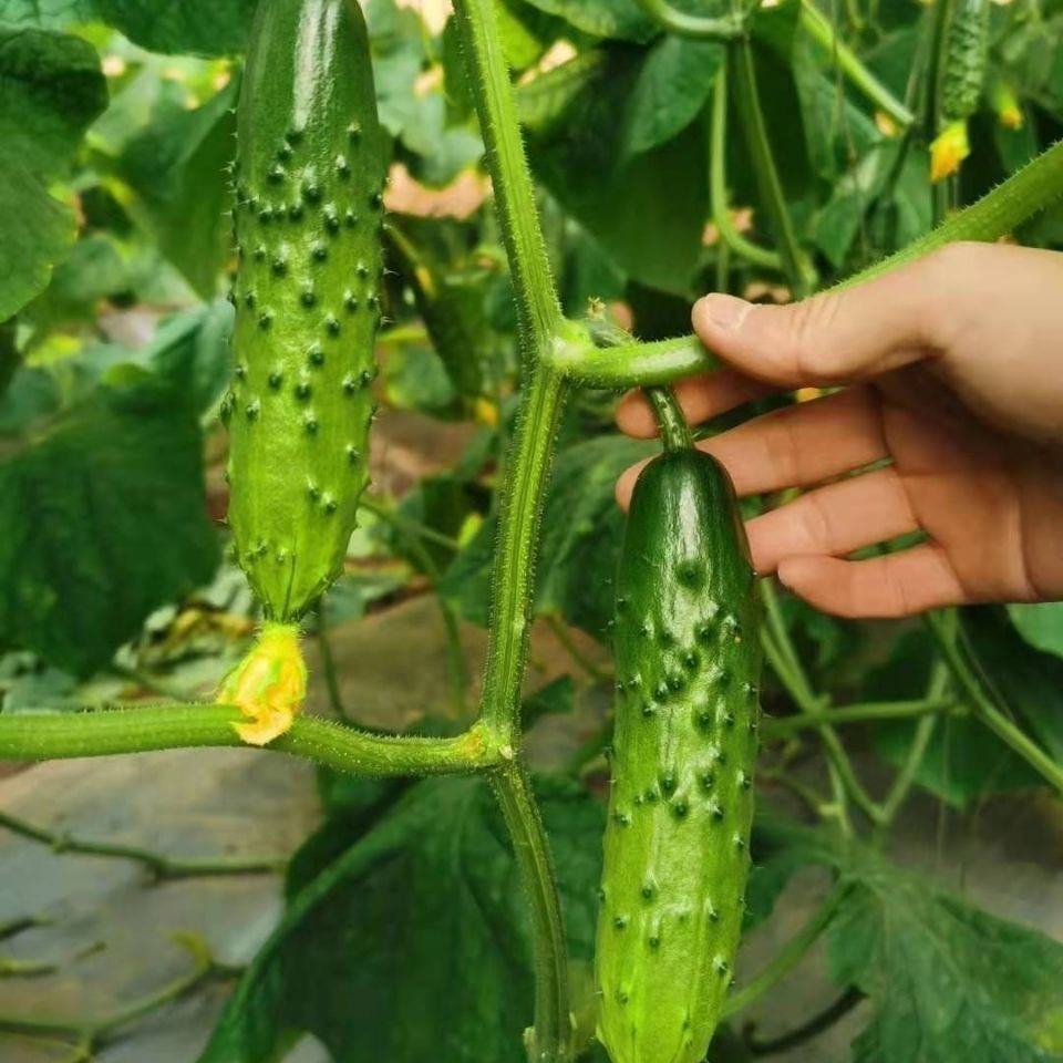 农家旱黄瓜（绿色水果旱黄瓜）