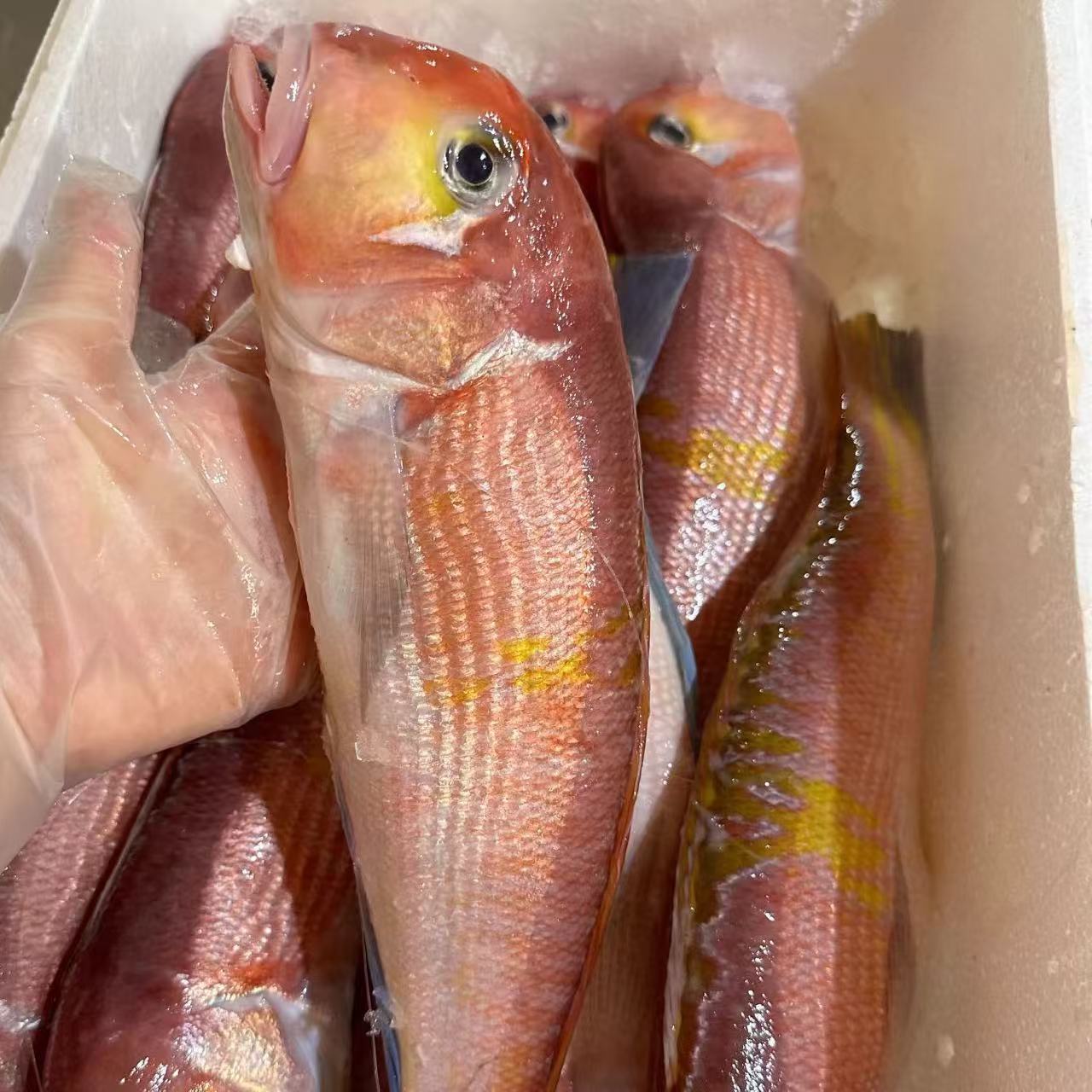 【马头鱼4斤】台州东海野生斧头鱼 1斤2-3条