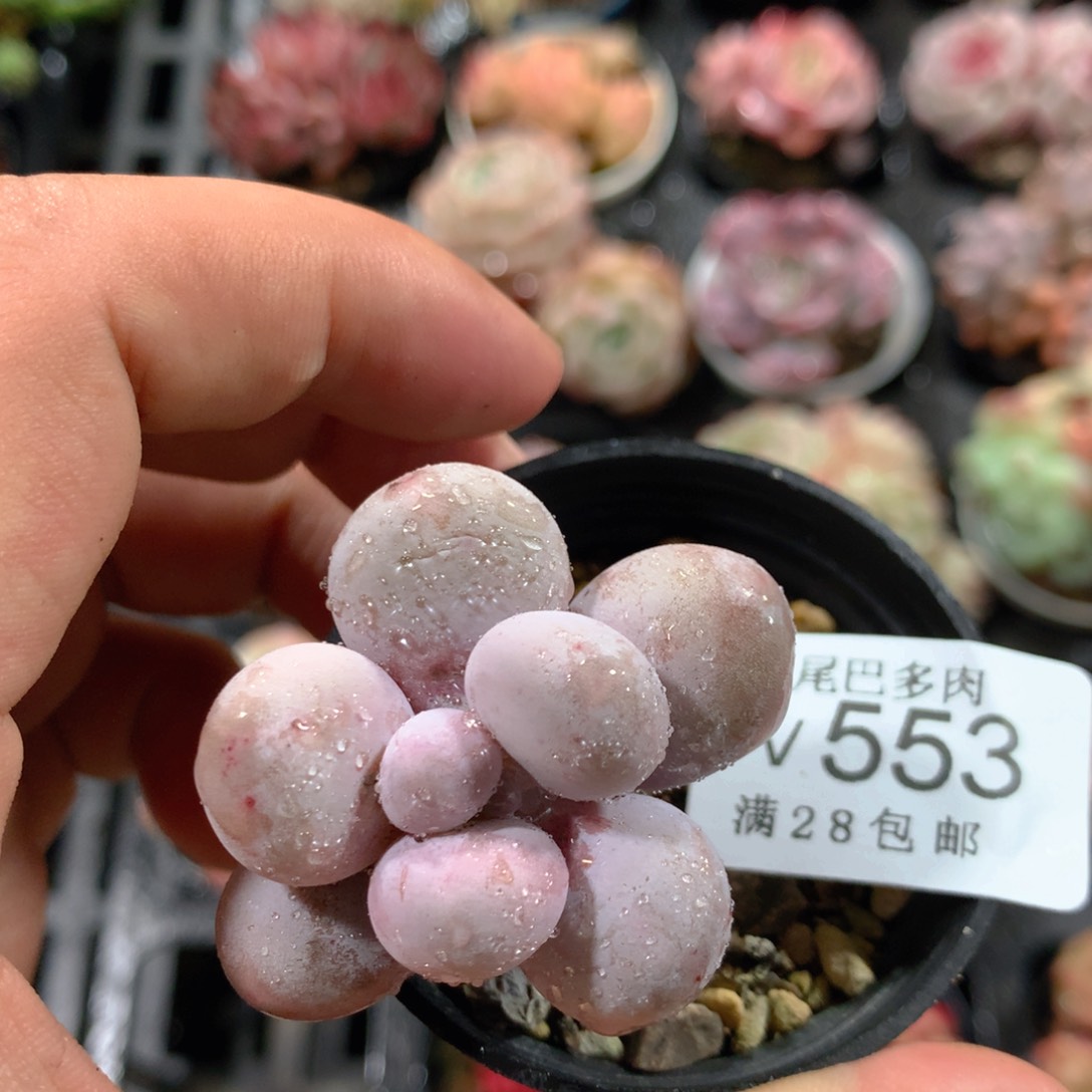 5CM拇指盆精控多肉YV553