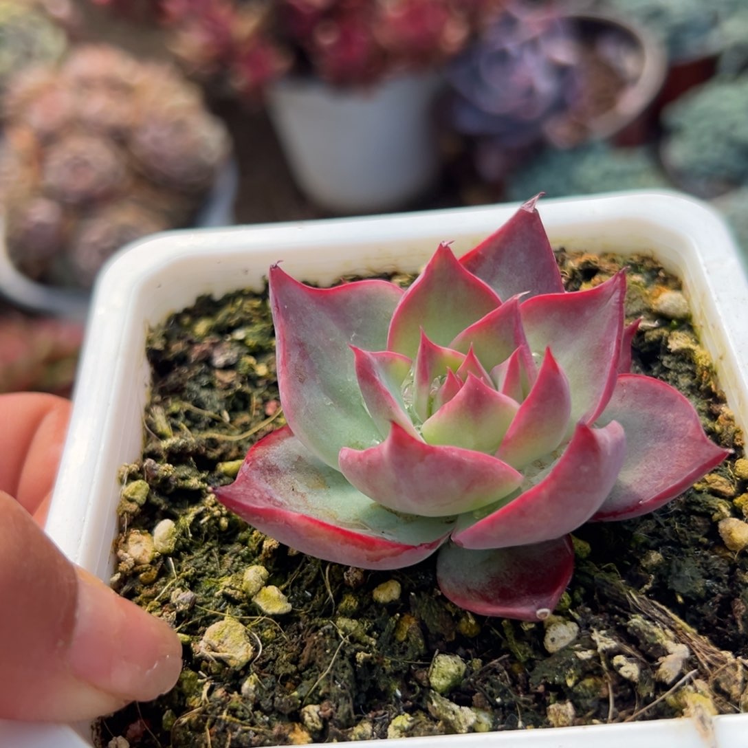 多肉植物多肉植物