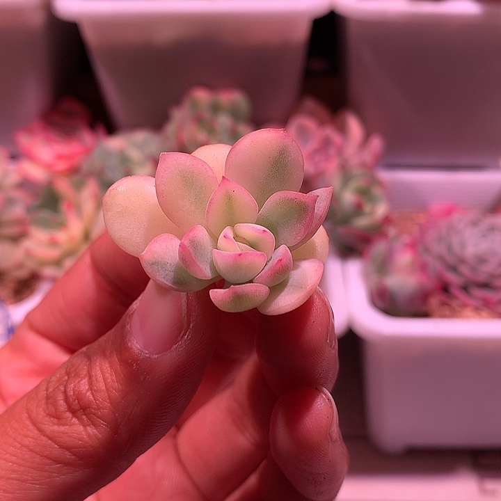 雨燕座锦锦锦锦锦锦