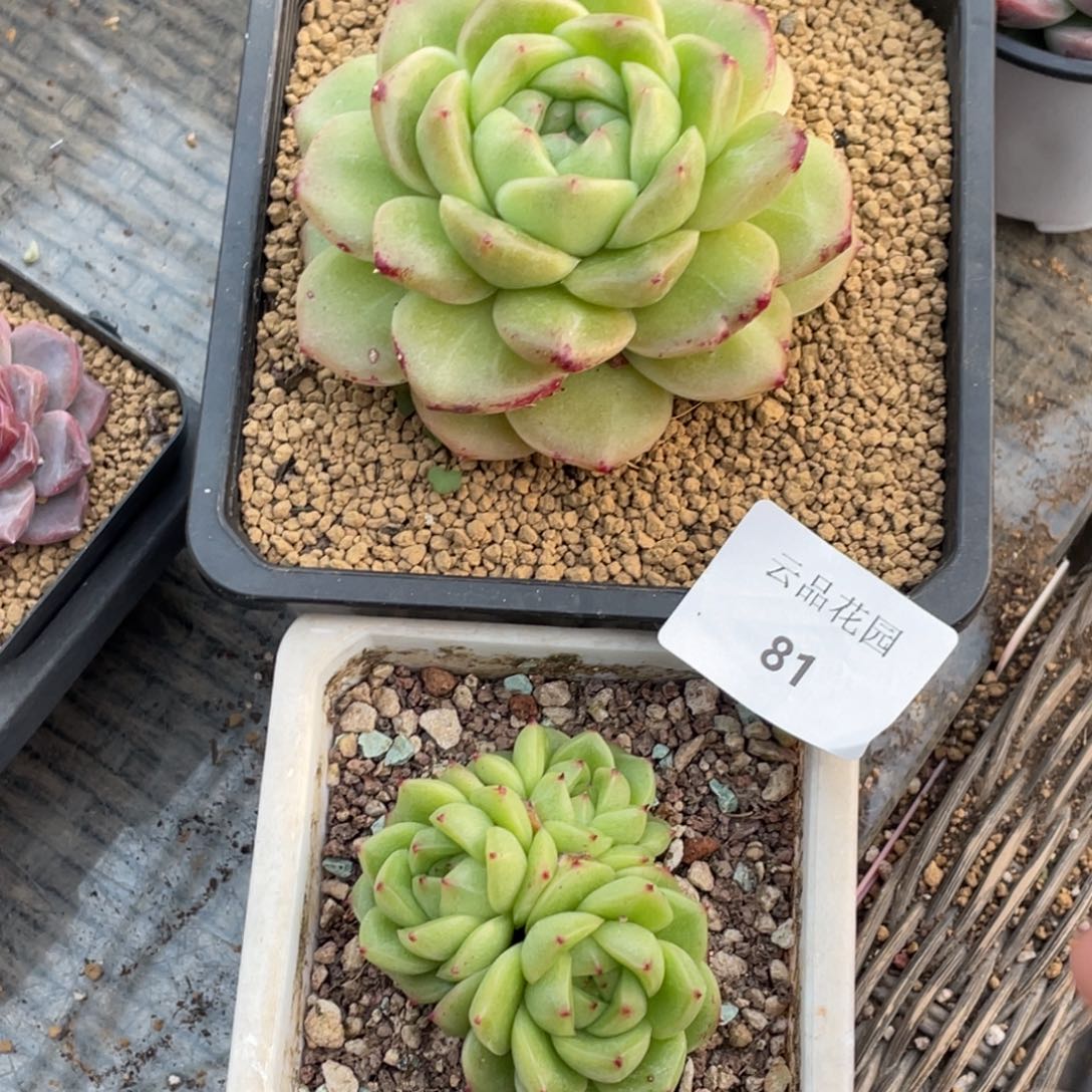 棉***橘81号糖心冰心珍妮2