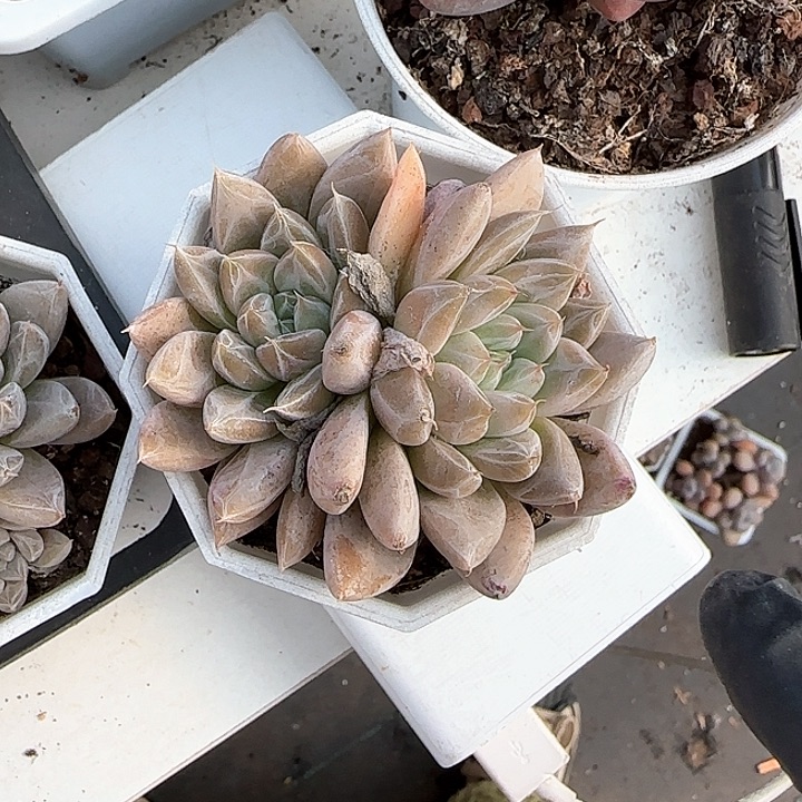 青蛙王子儿童洗发111