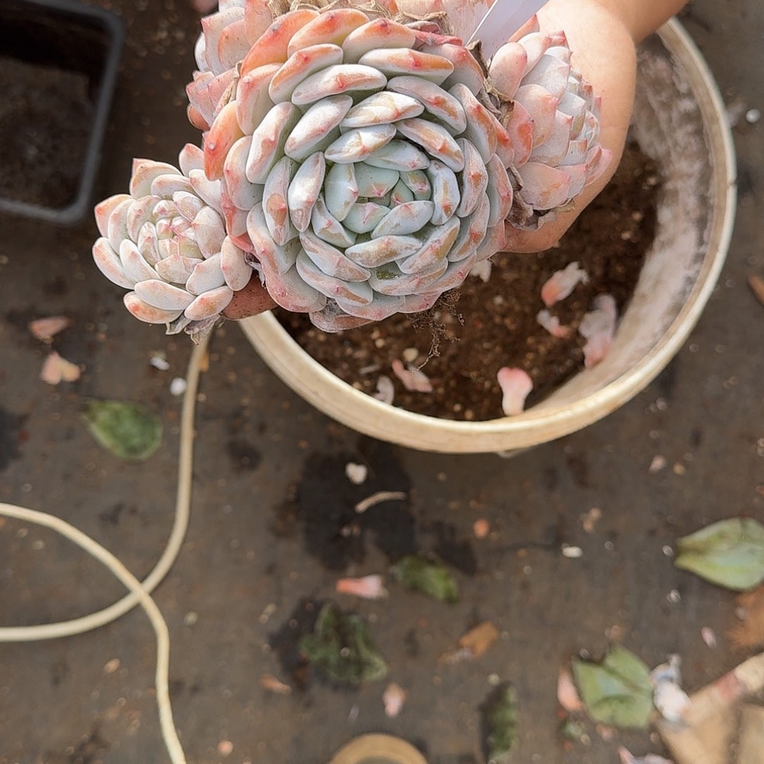 *****964橙子一个一物一拍