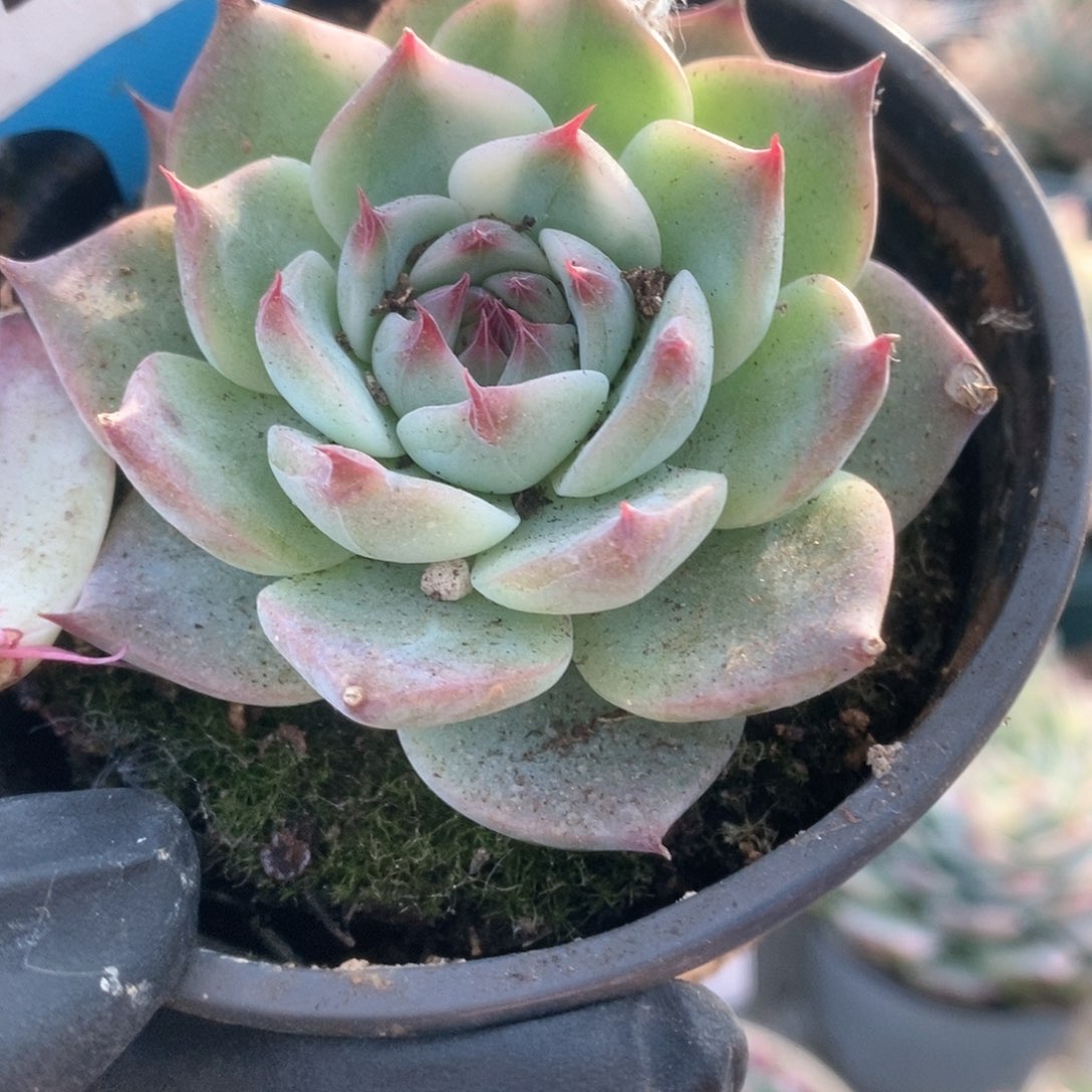 245锦锦锦锦锦锦锦