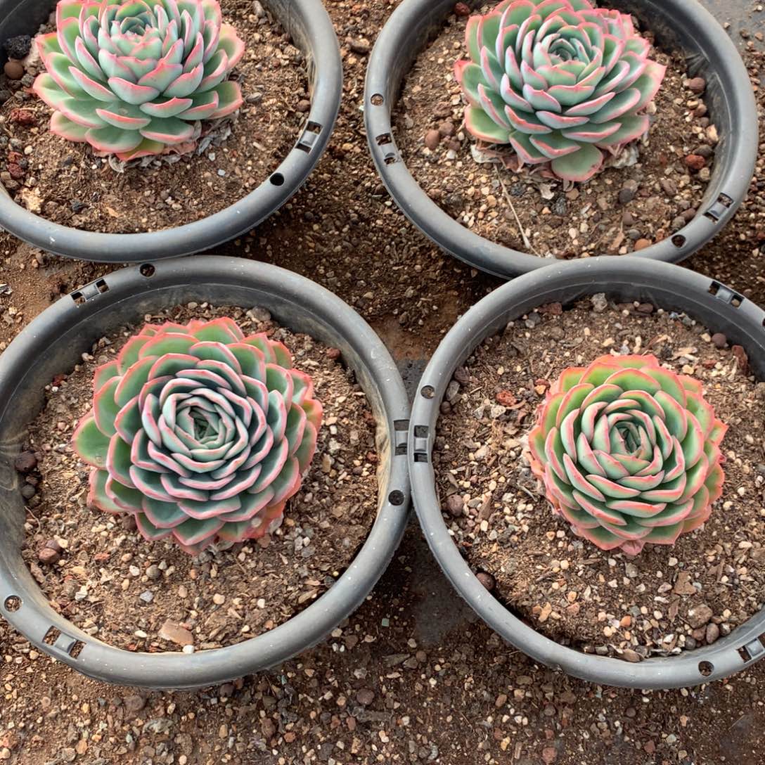 三***三晨露4颗0000000000000