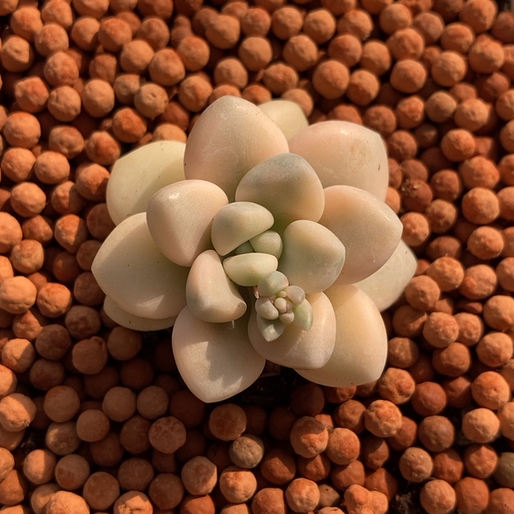 艾伦锦多肉植物多肉