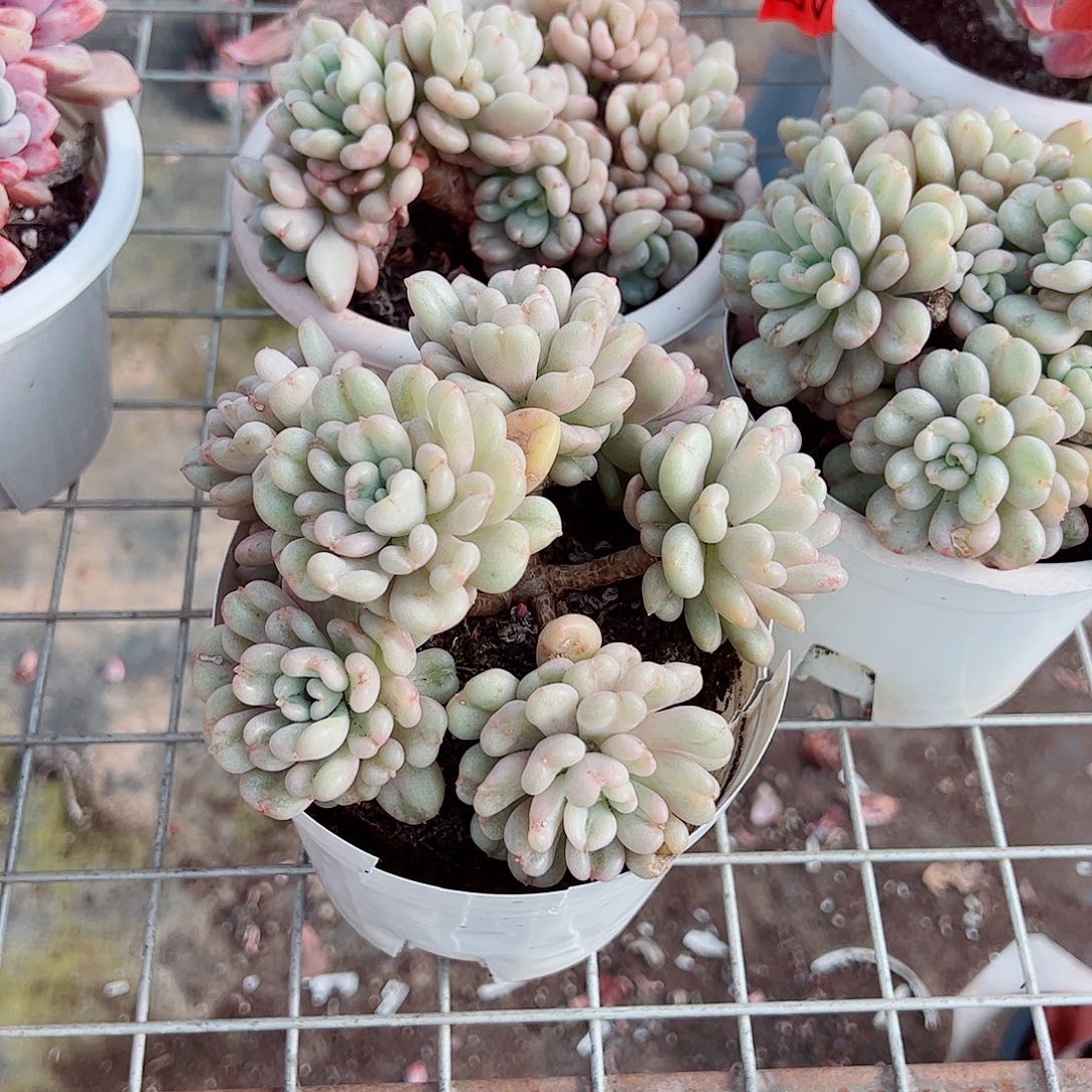 比尔盖茨多头群生老桩