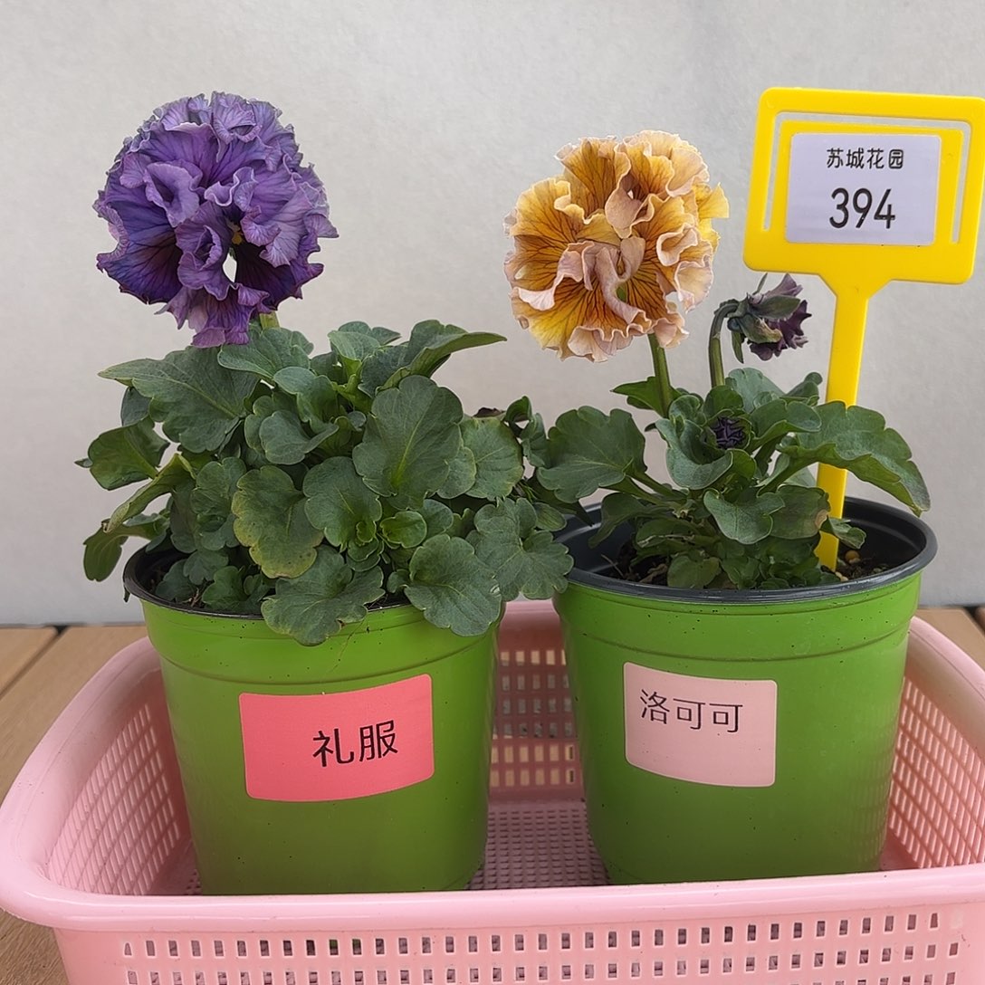 大部分开放少量花苞394