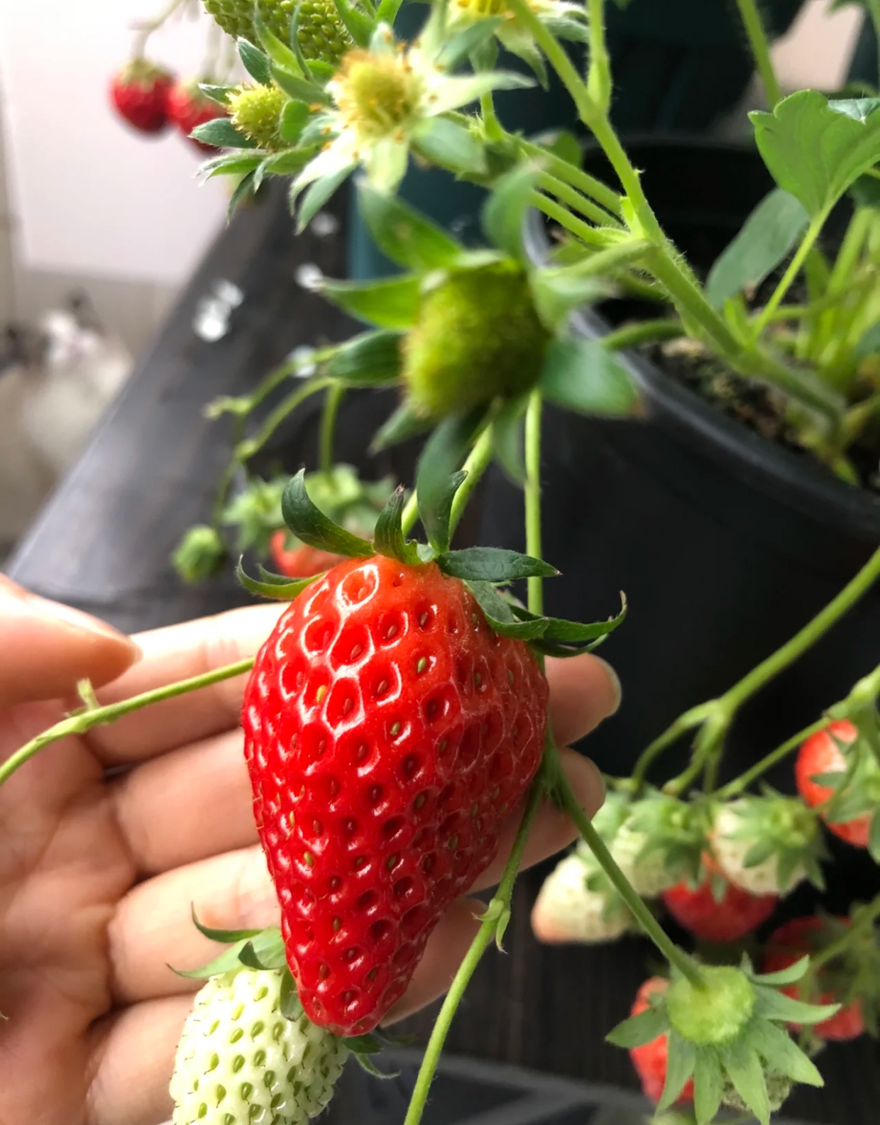 章姬现挖带原基质好养成品大苗(带原基质不带盆)