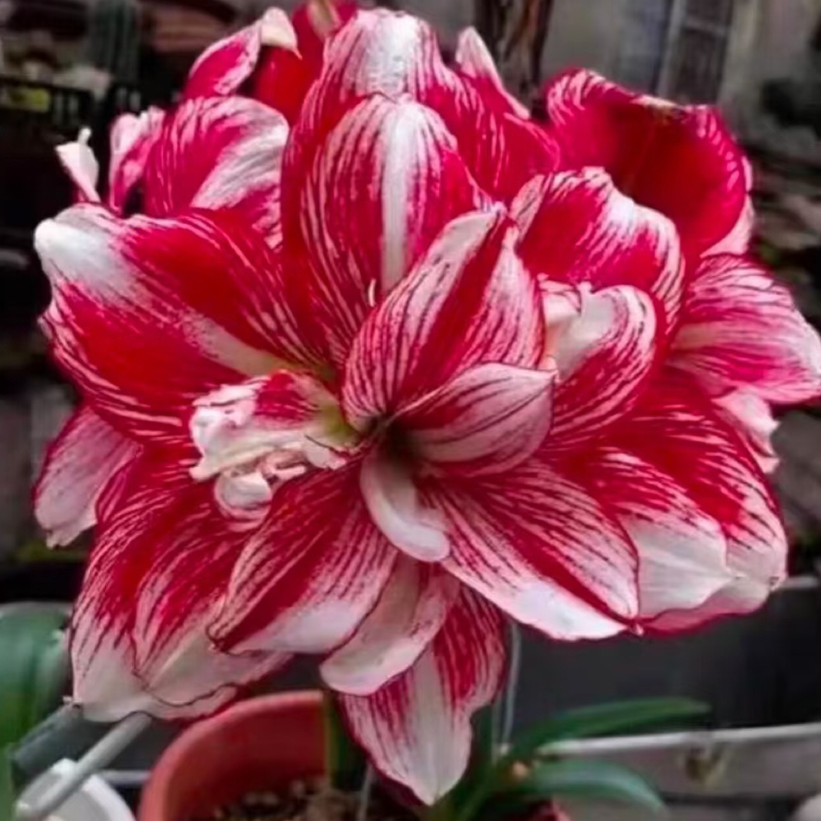 缤纷世界朱顶红8-9开花球带盆栽好