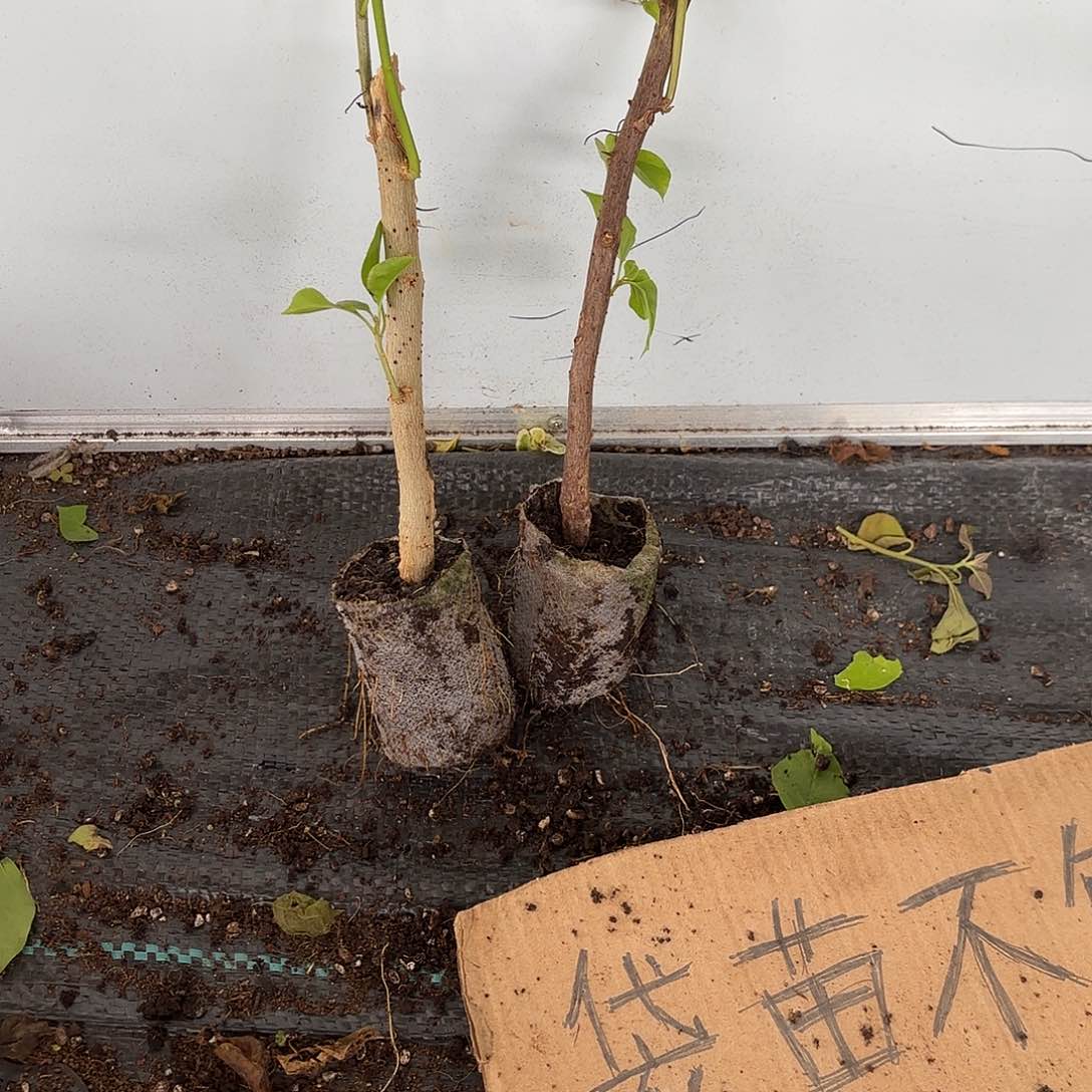 用***0当前无花栽培后可以开花袋苗盲盒两颗
