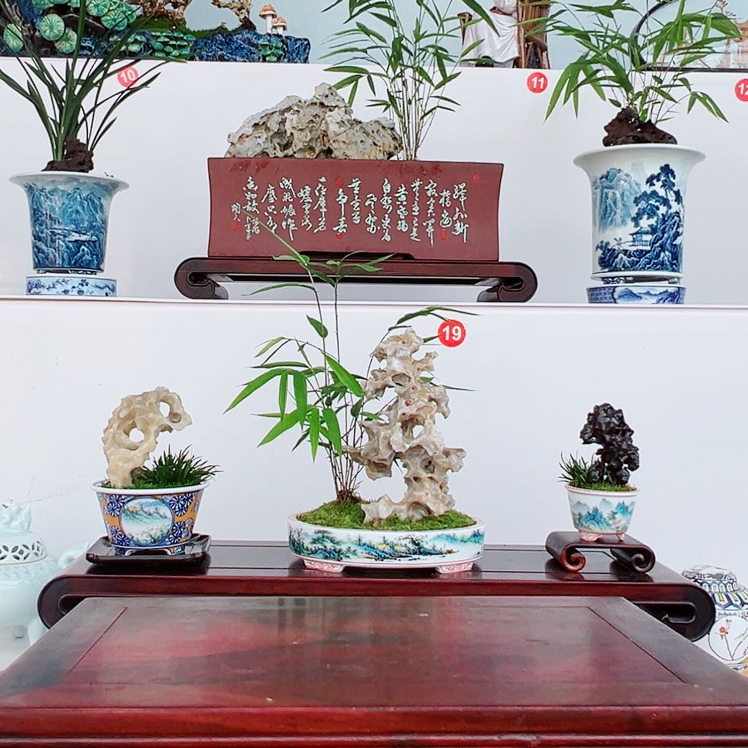 素***墨无花朵盆景，内门竹，玉玲珑，