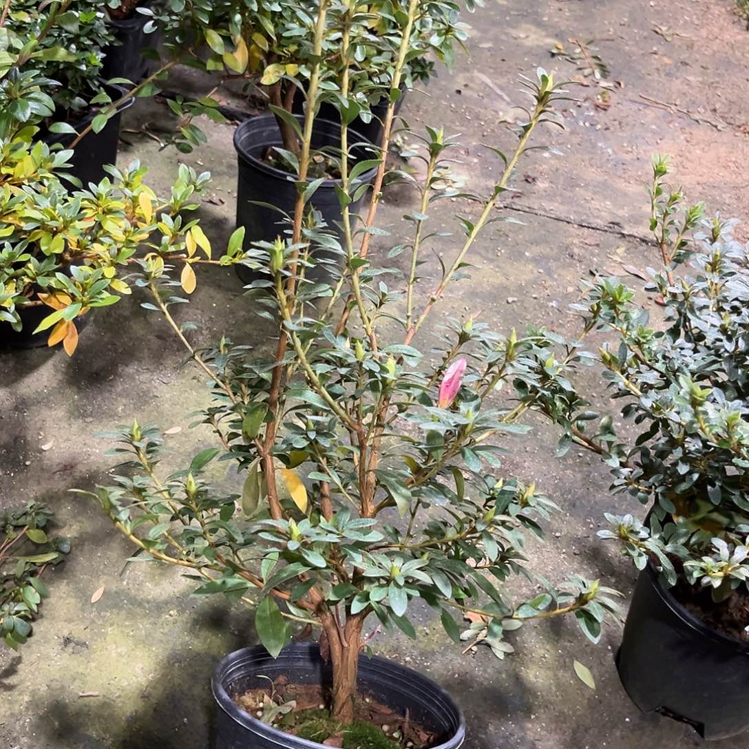 泉***哥完全开放粉町杜鹃
