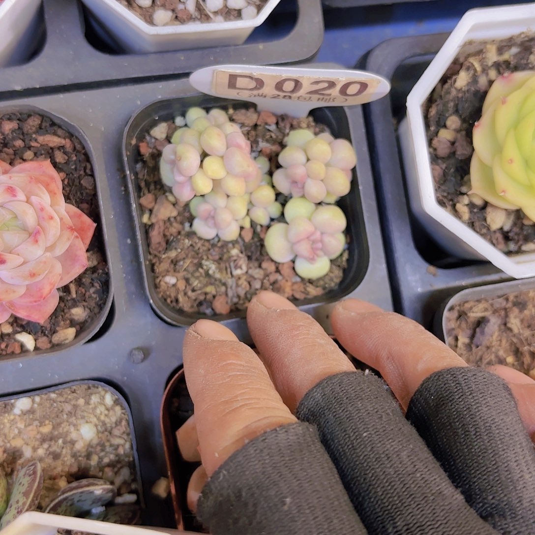 D020丸叶姬秋丽一物一拍