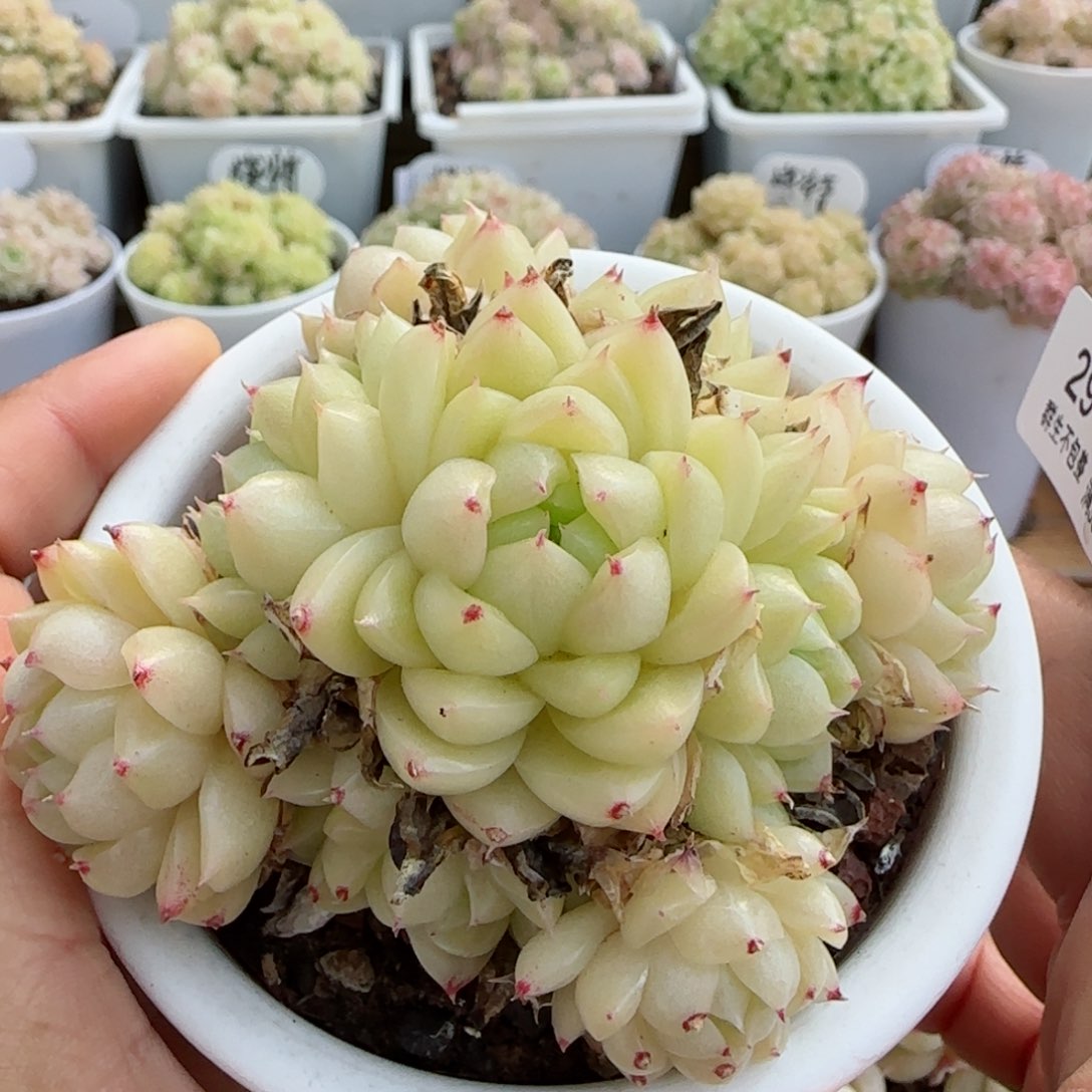 【闪购商品】0310-29不包整