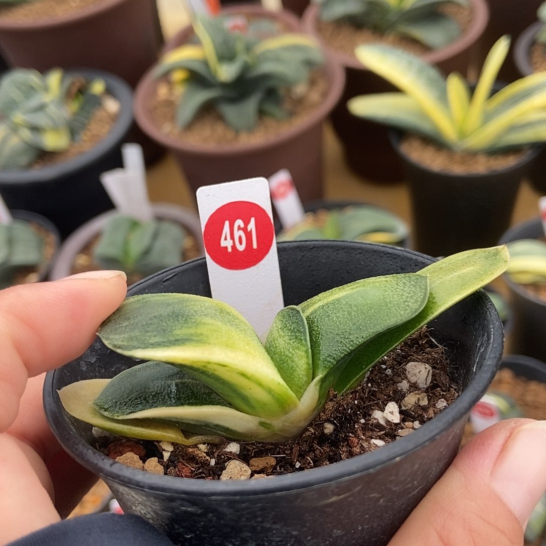 461实生卧牛转锦短叶带盆发货