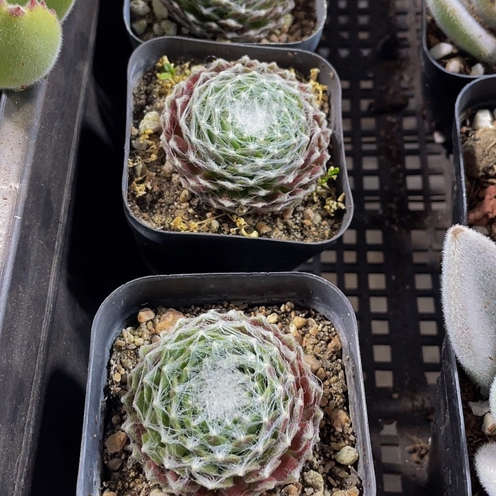 猪丝卷卷带盆土发过