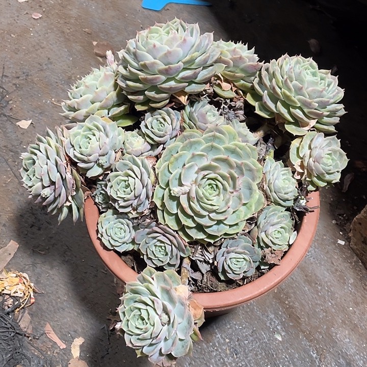 加***2昂斯诺多肉植物群生