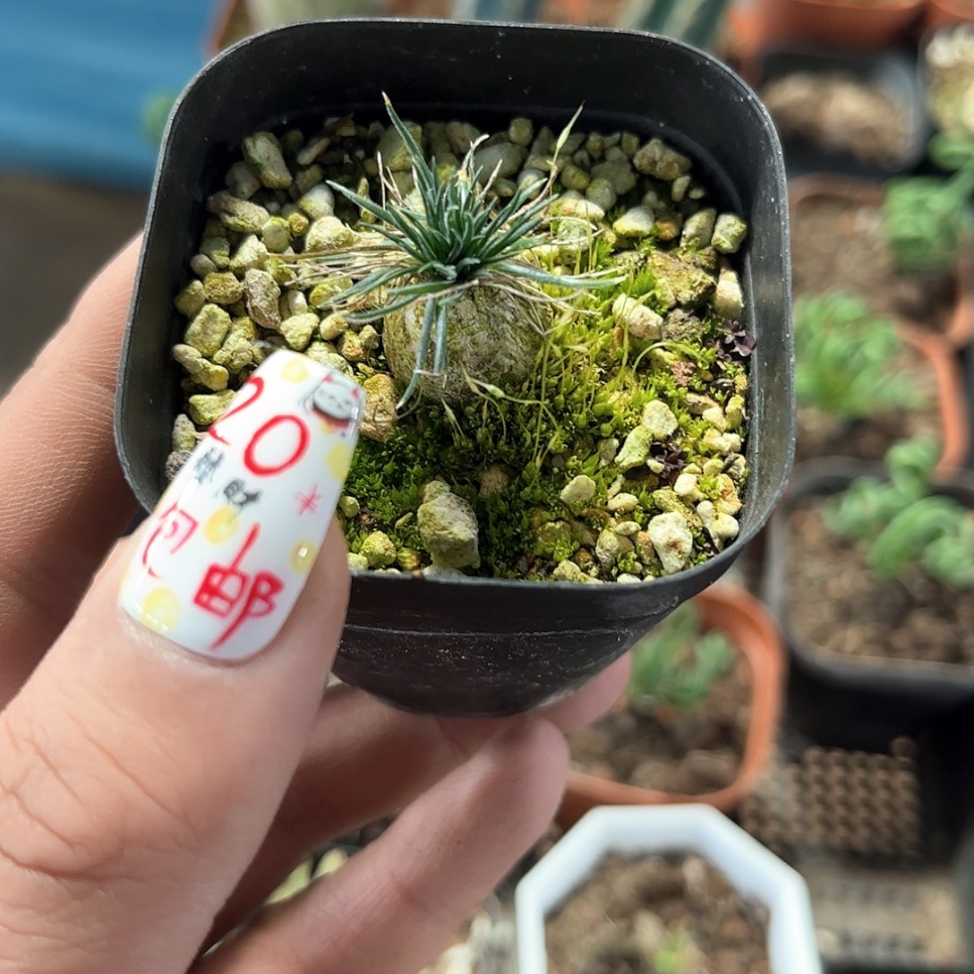 迷你海葱单头发货有根