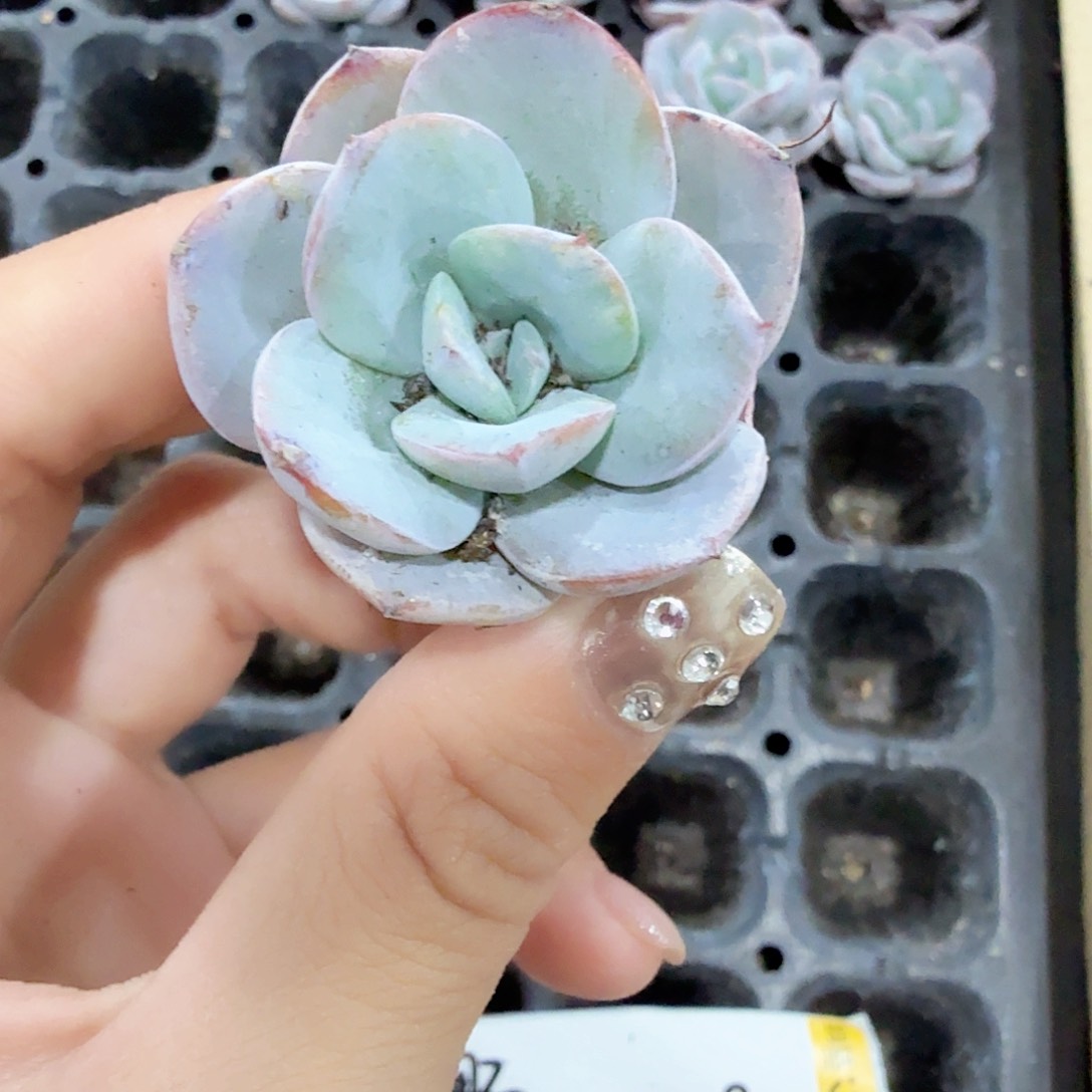 布鲁蓝血苗4颗一组