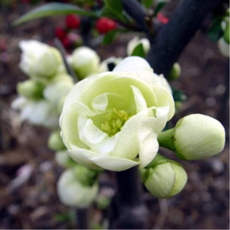 绿宝石长寿冠东洋锦等海棠花期时间长南方北方可养