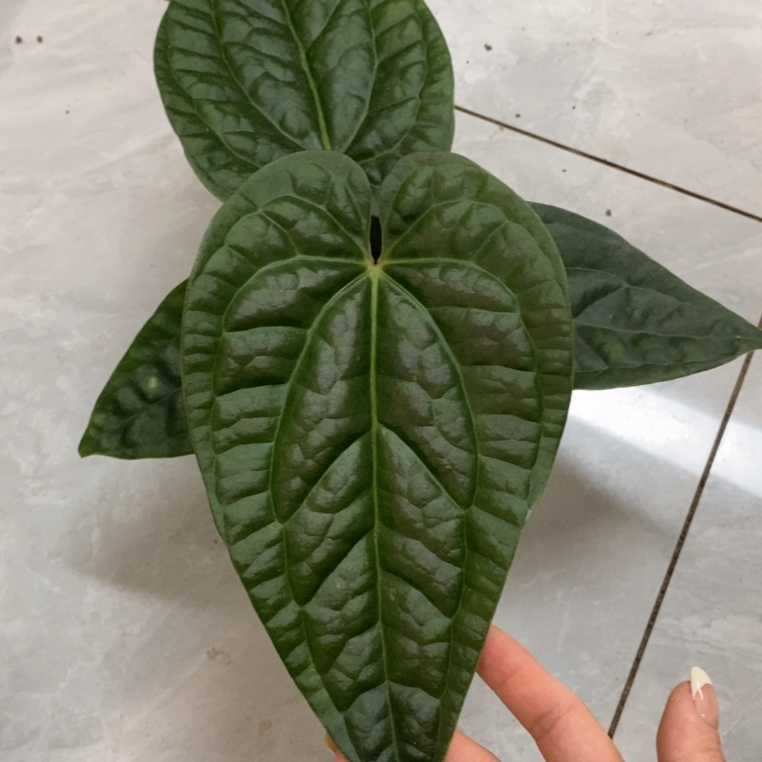 不开花植物05PAPI杂奢华轻微叶损不售后）