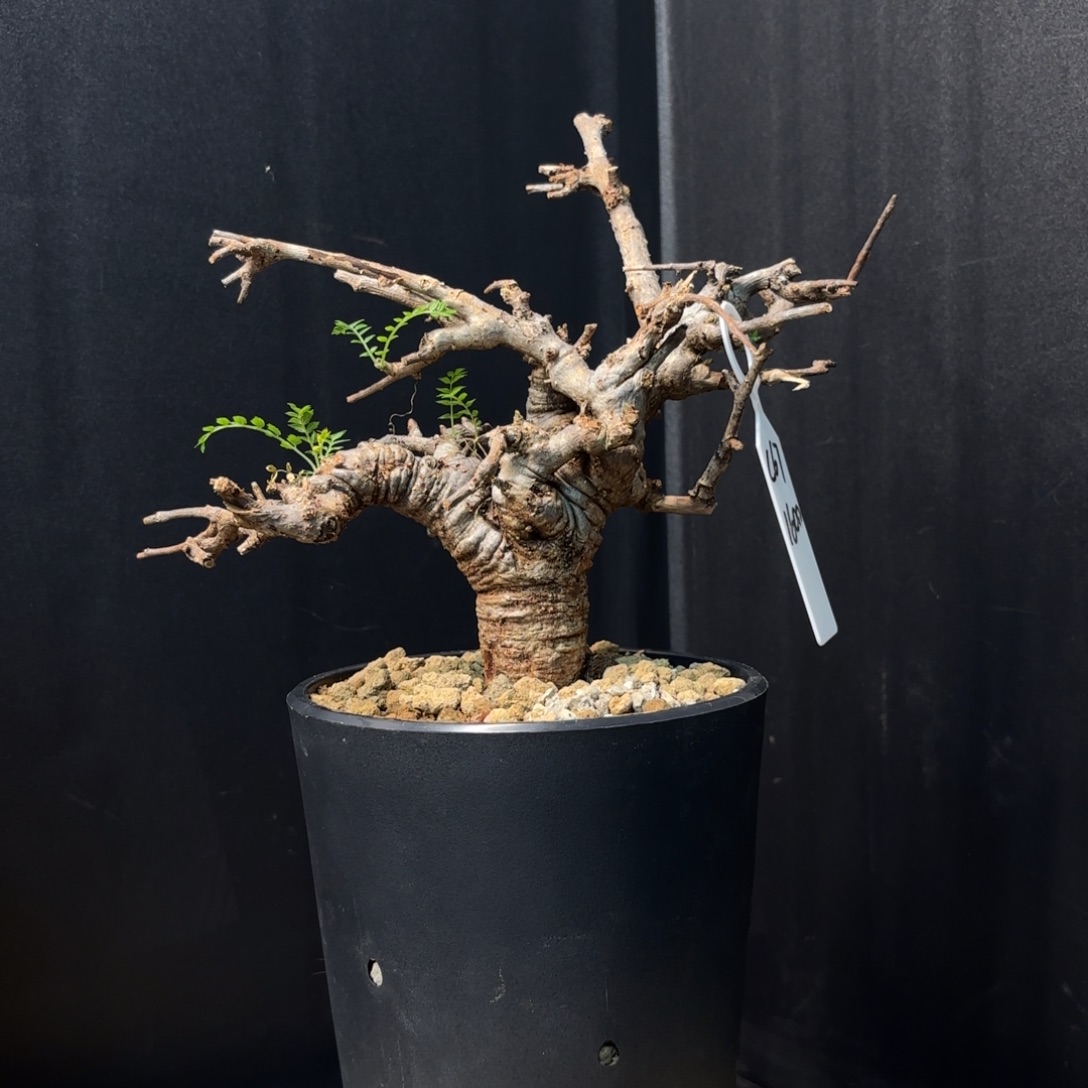 木 尼勒达乳香带盆土