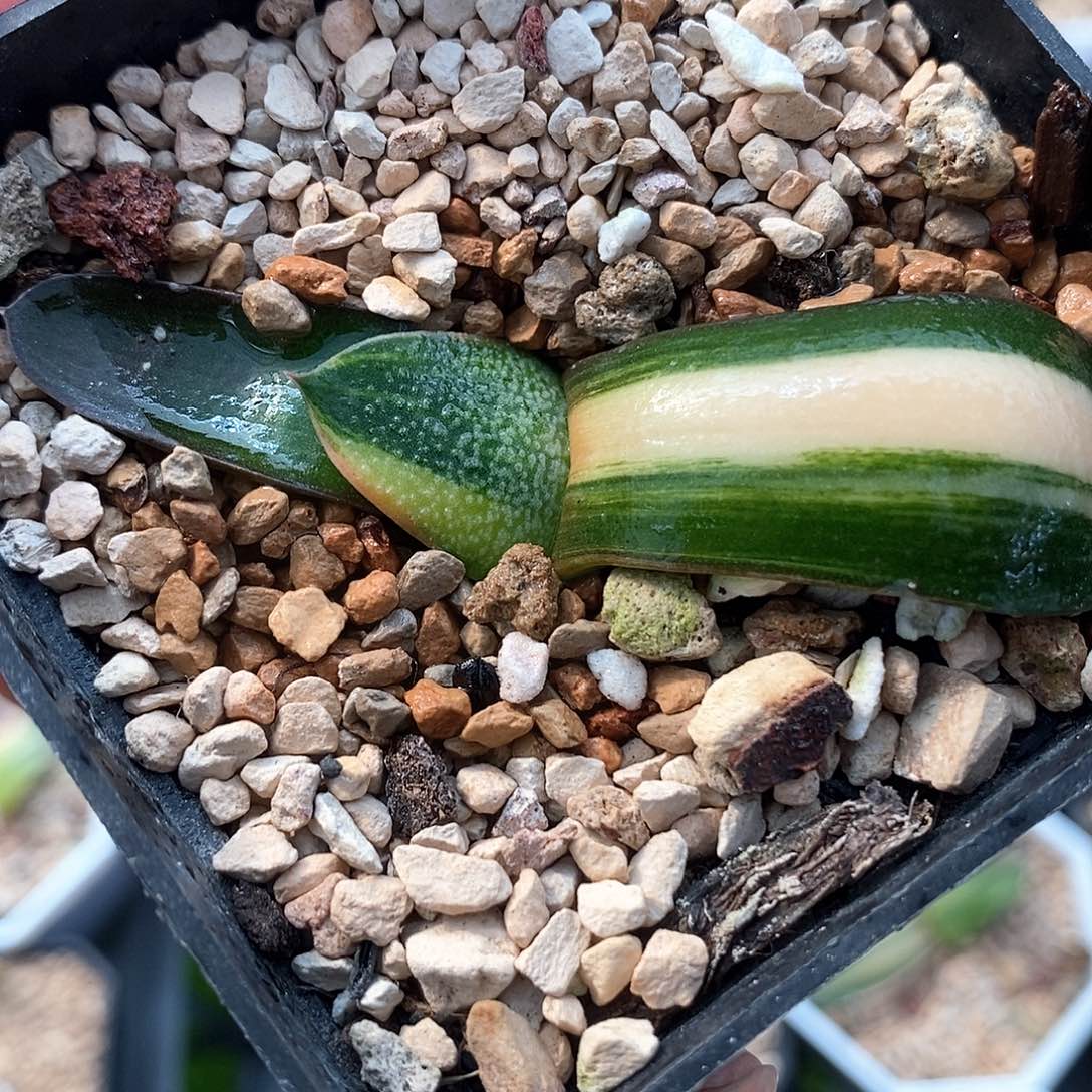 红陶481号卧牛锦一物一拍