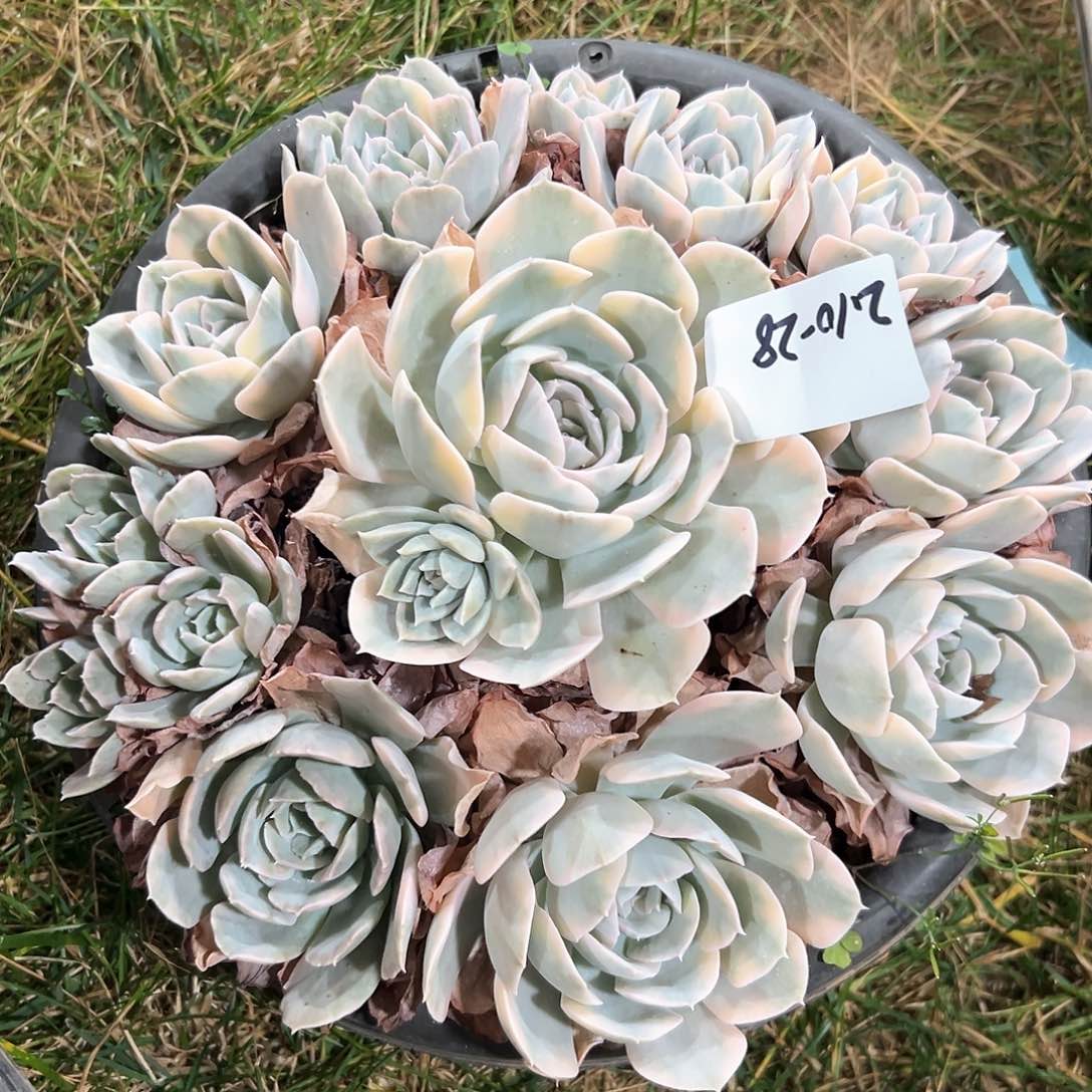 210-28鲁式锦捧花多肉