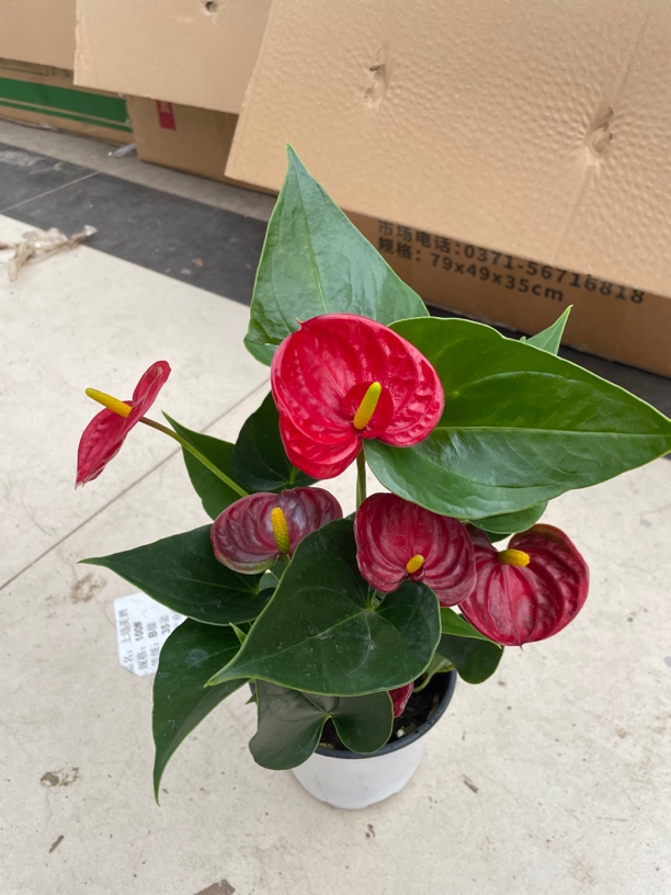 红成功盆栽绿植，