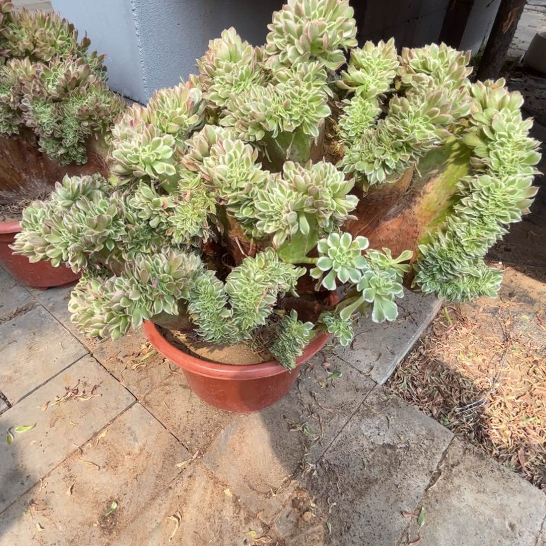 白凤法师缀化老桩