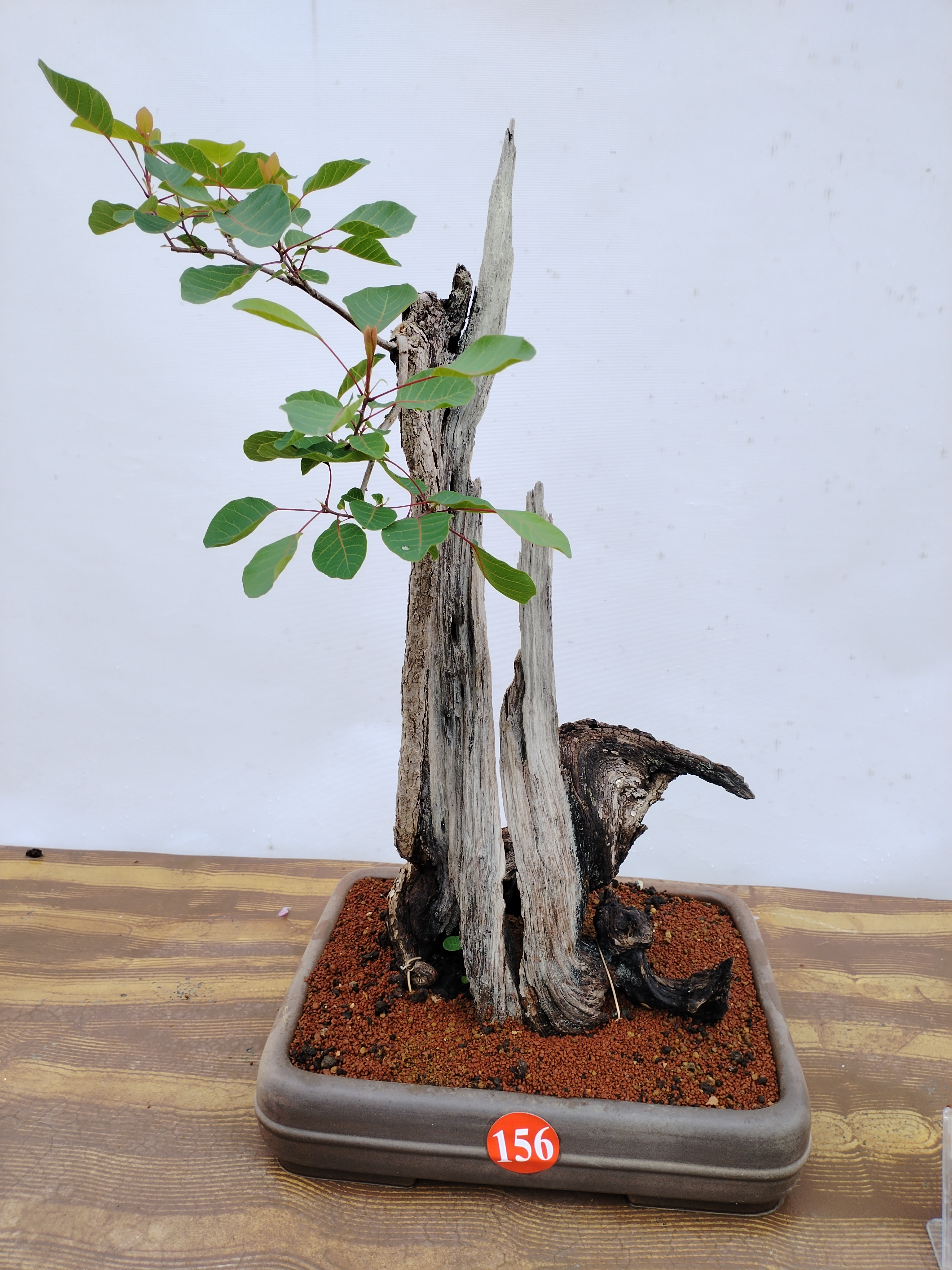 鲜花花卉盆景素材